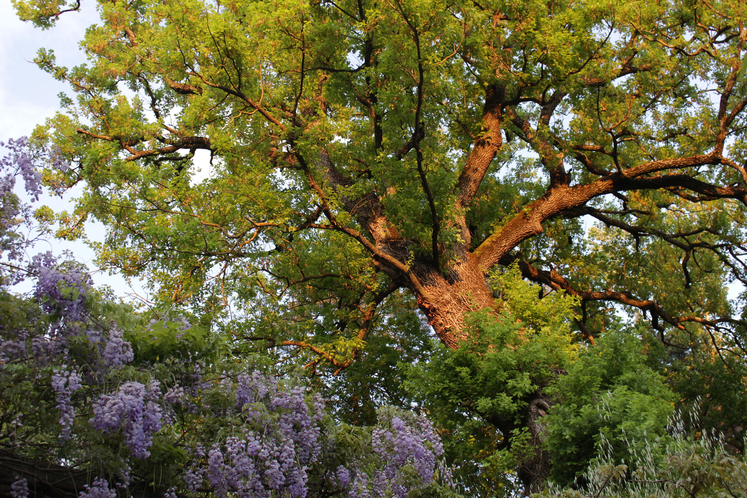 The oak