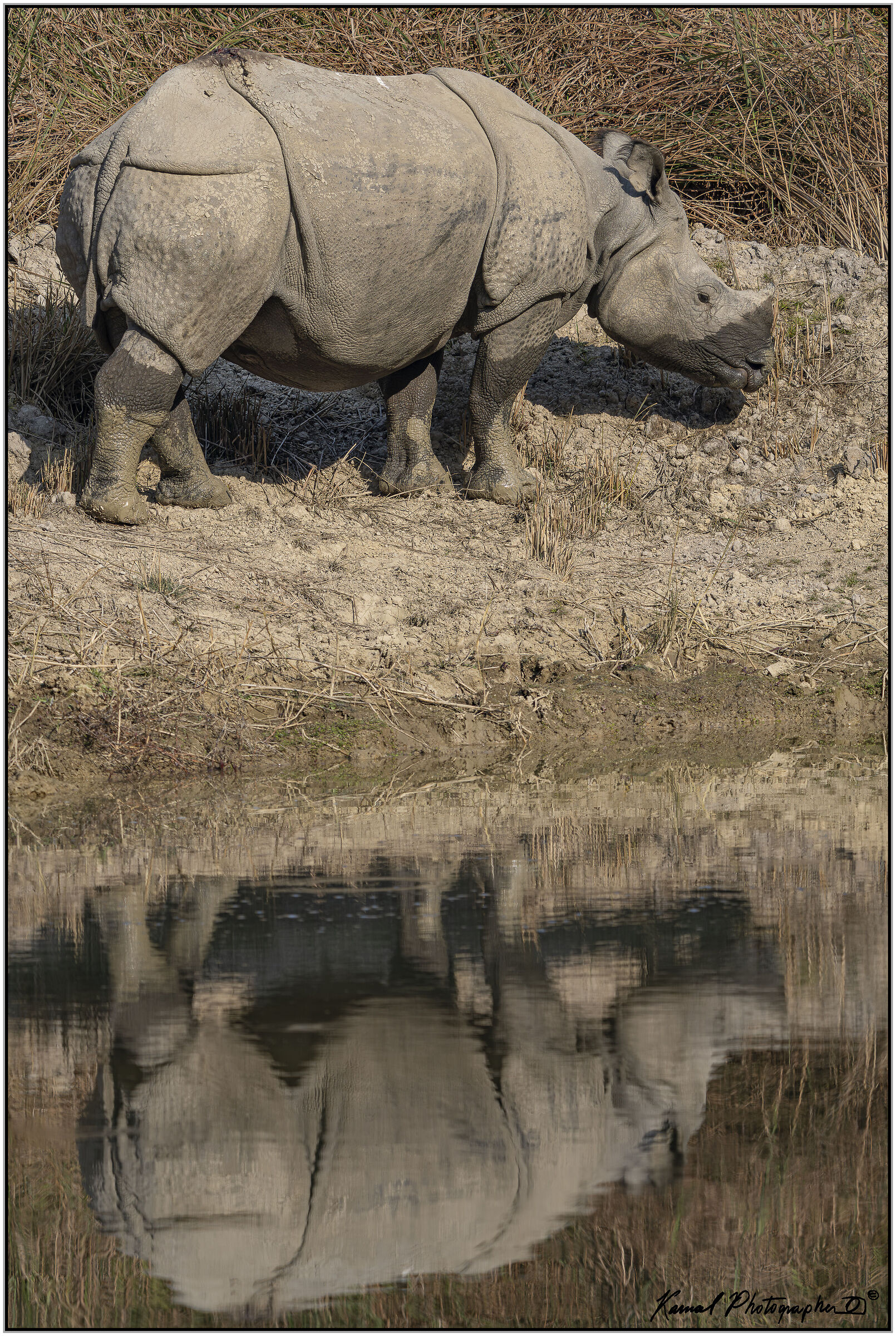 Greater one-horned rhinoceros