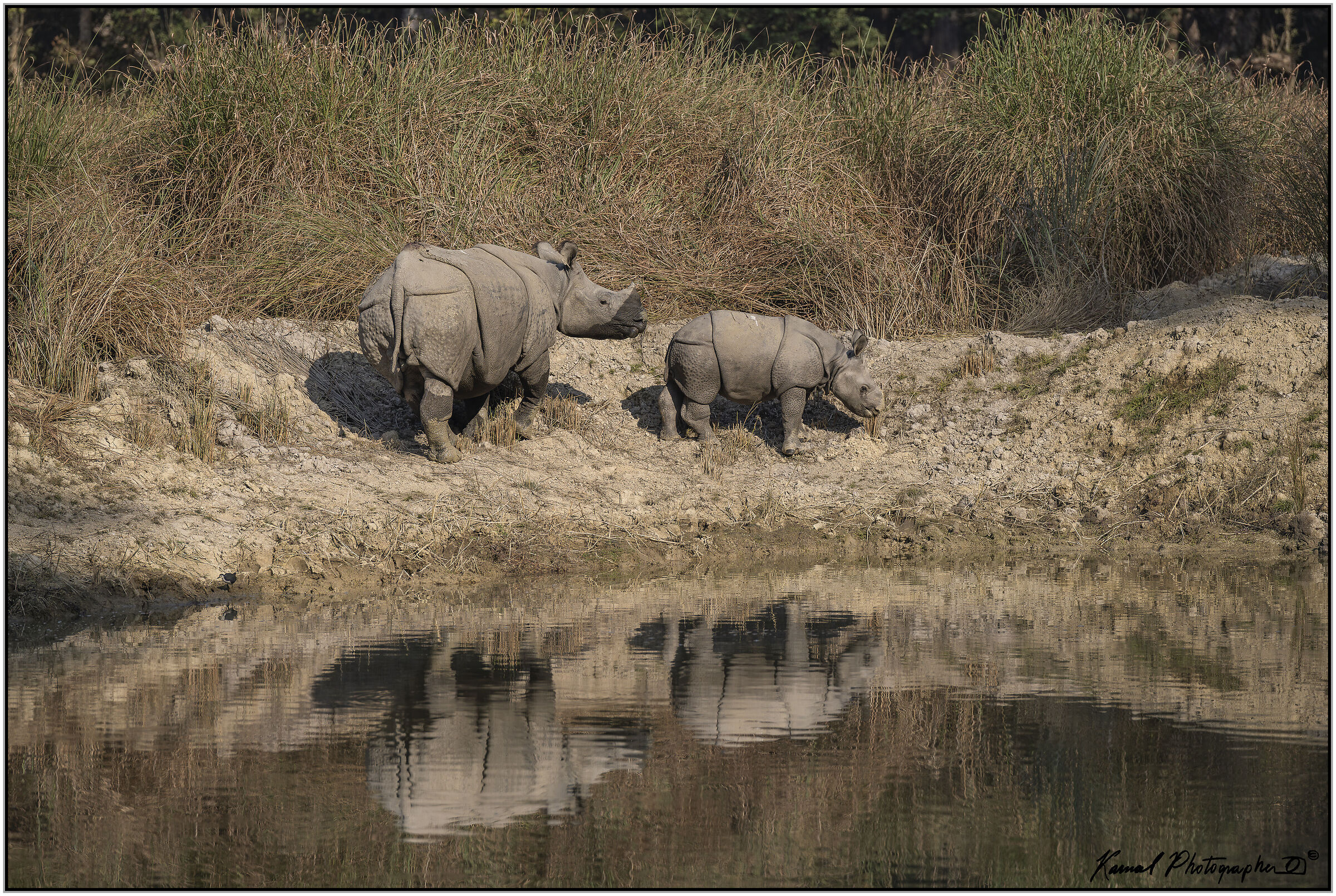 Greater one-horned rhinoceros