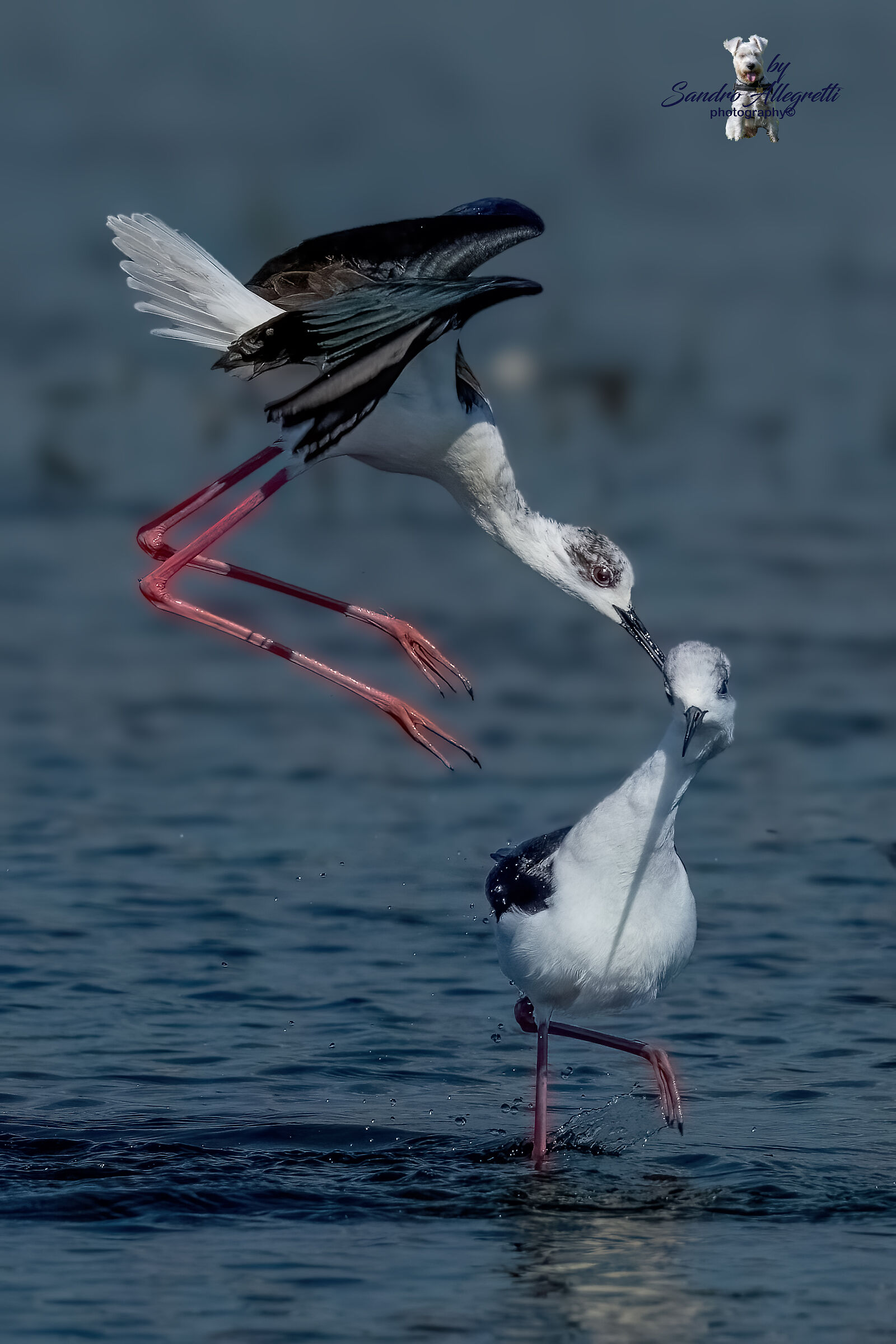 Il cavaliere d'Italia (Himantopus himantopus)