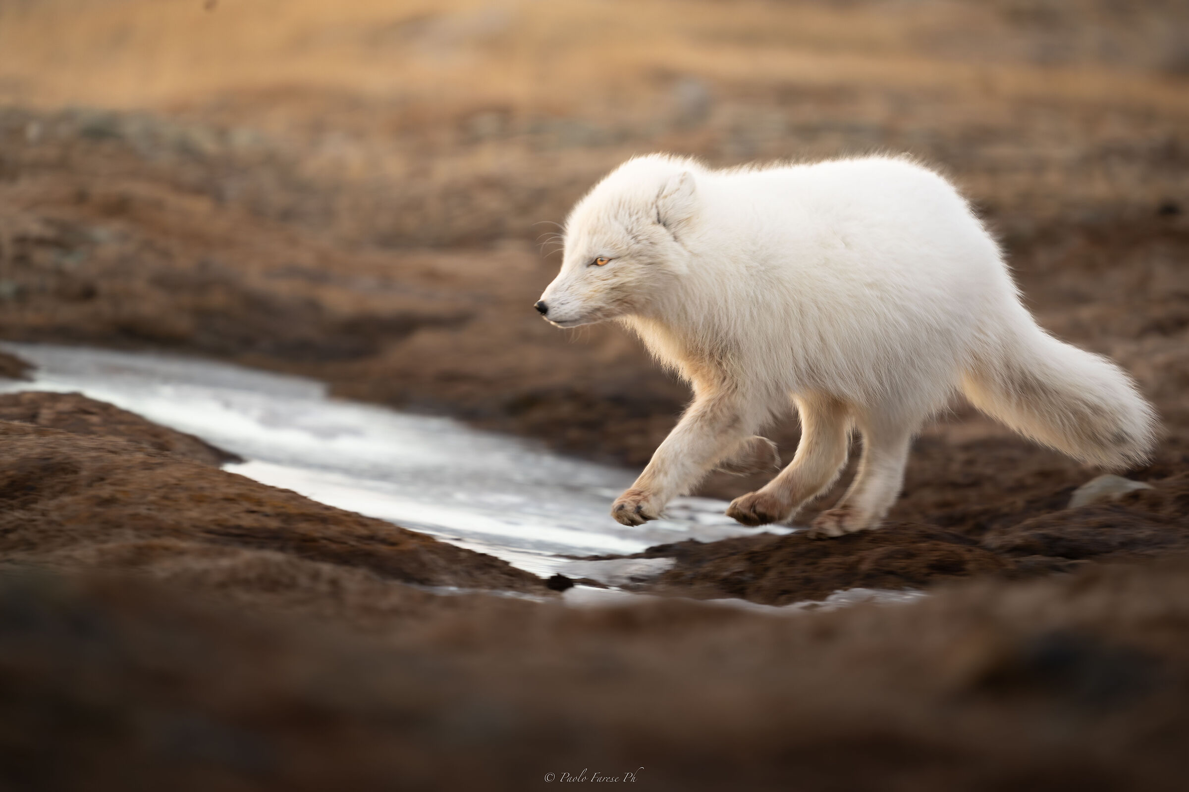 arctic fox