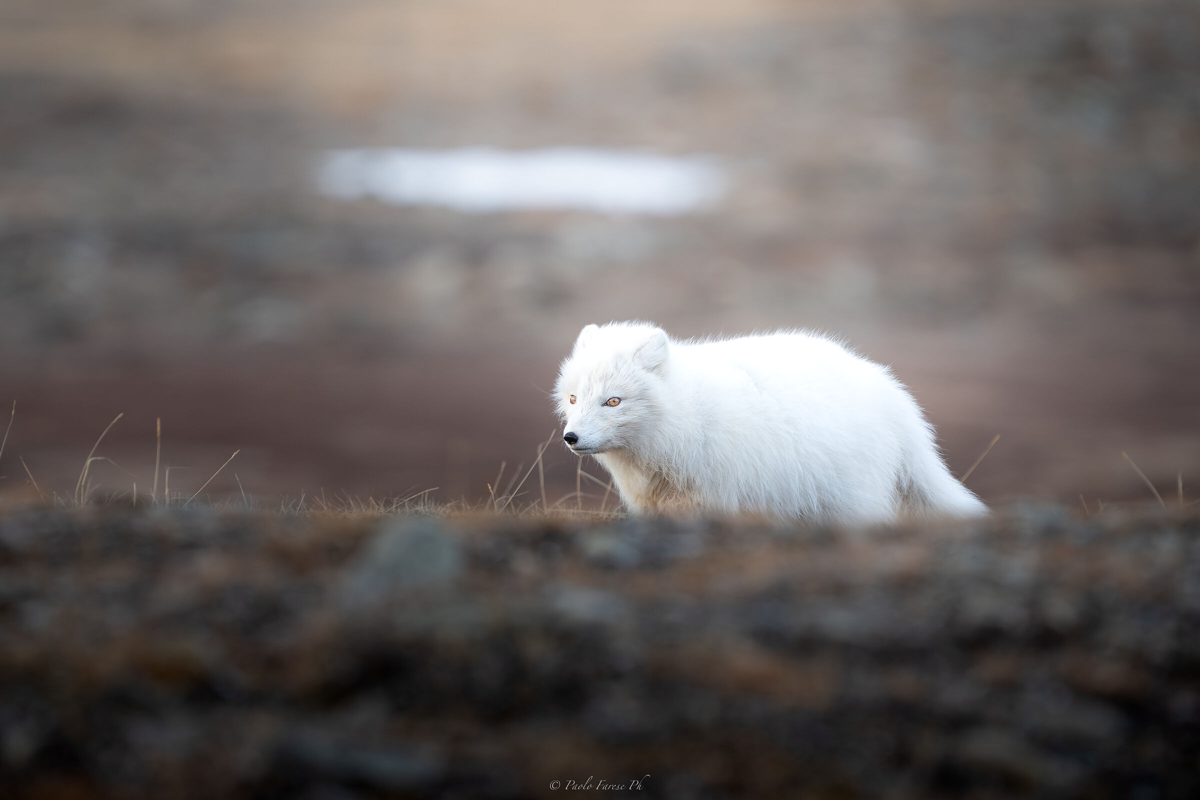arctic fox
