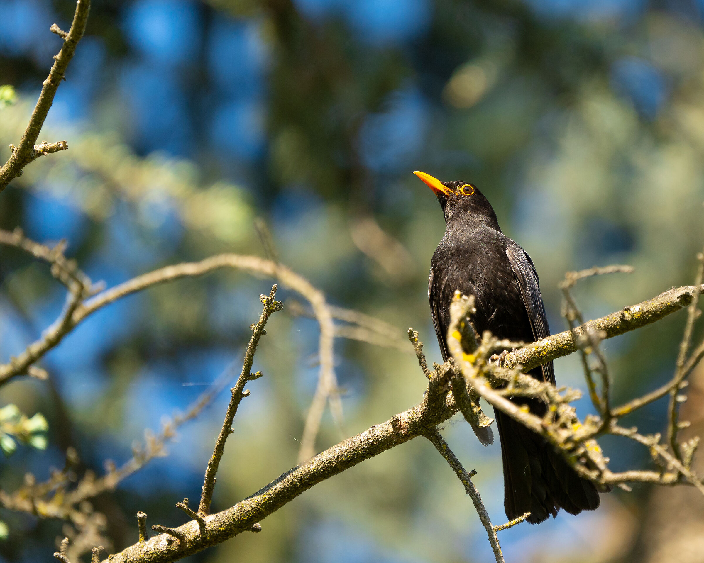 Turdus merula