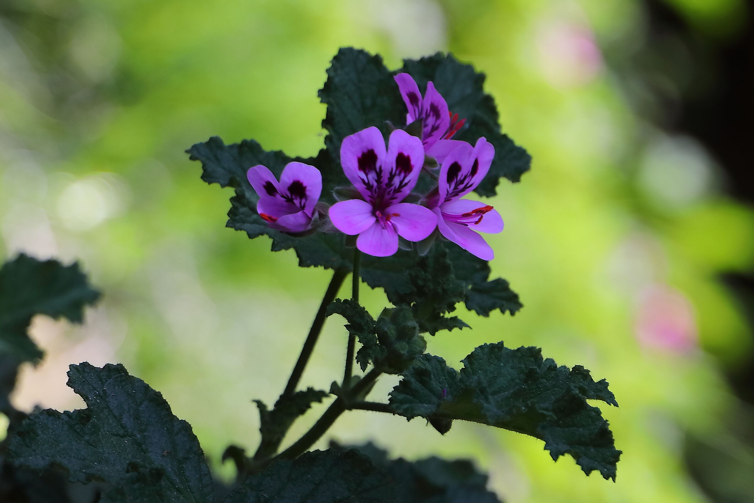 Pelargonium 20 aprile 2026