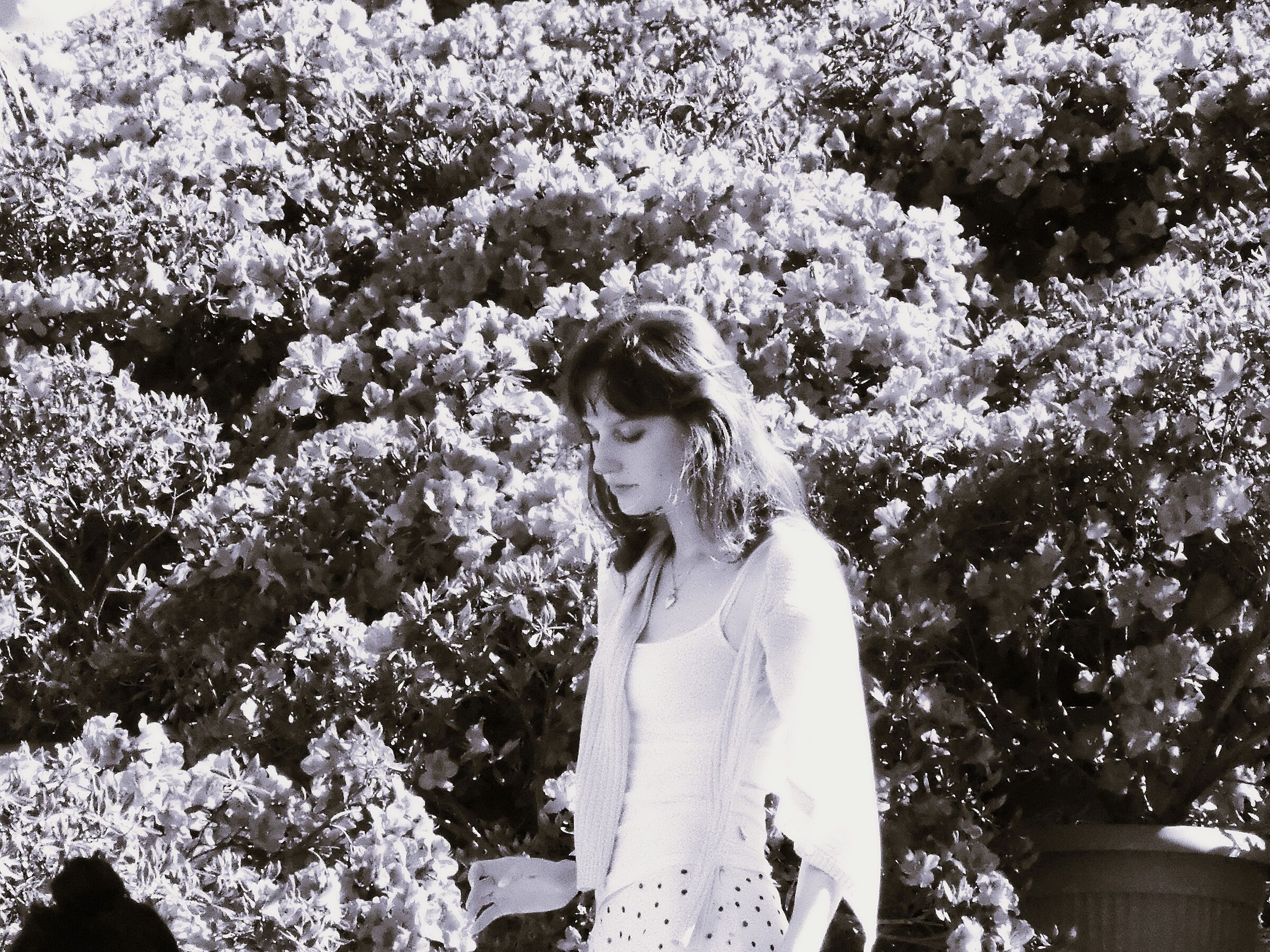 among the azaleas of Trinità dei Monti