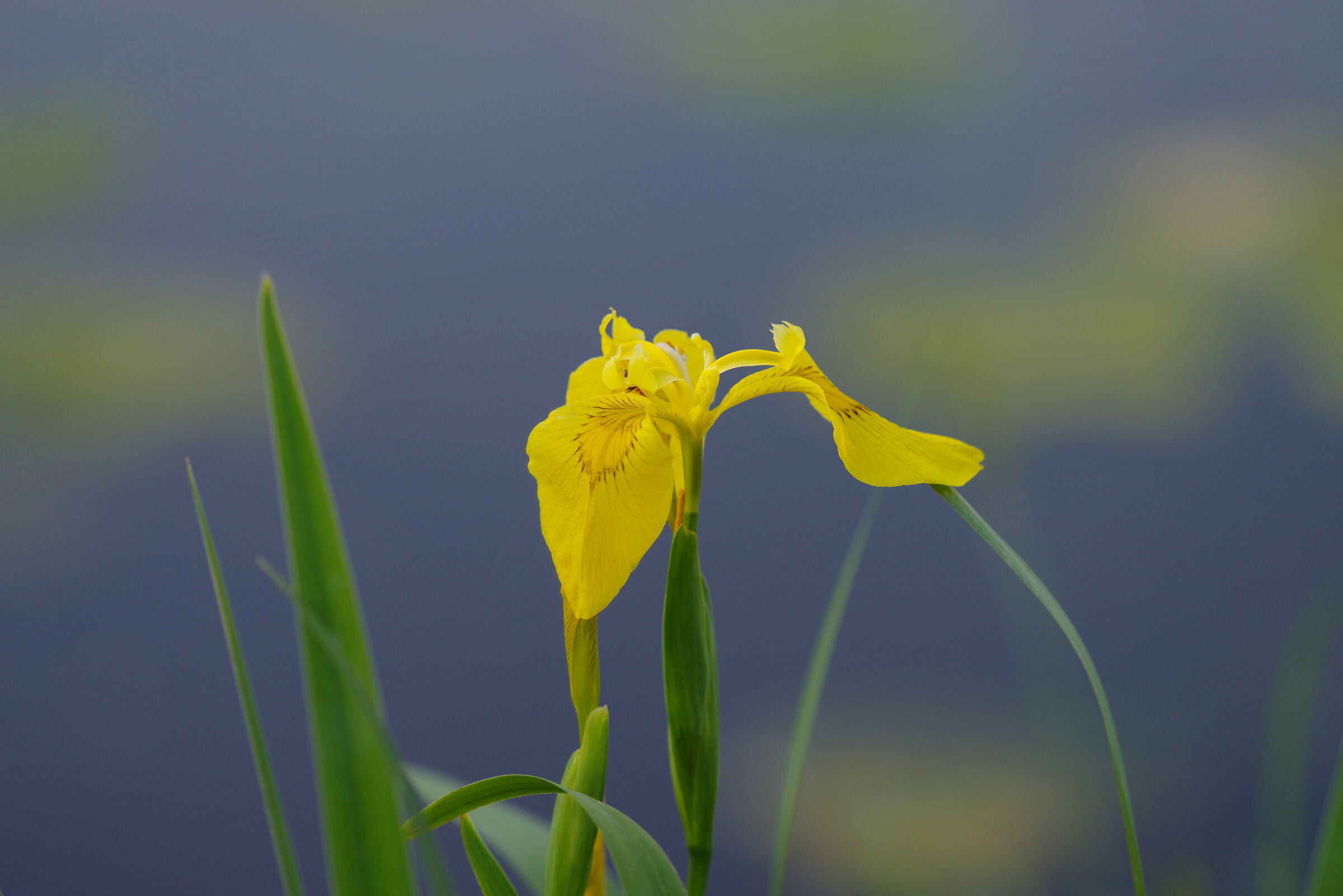 Yellow Iris