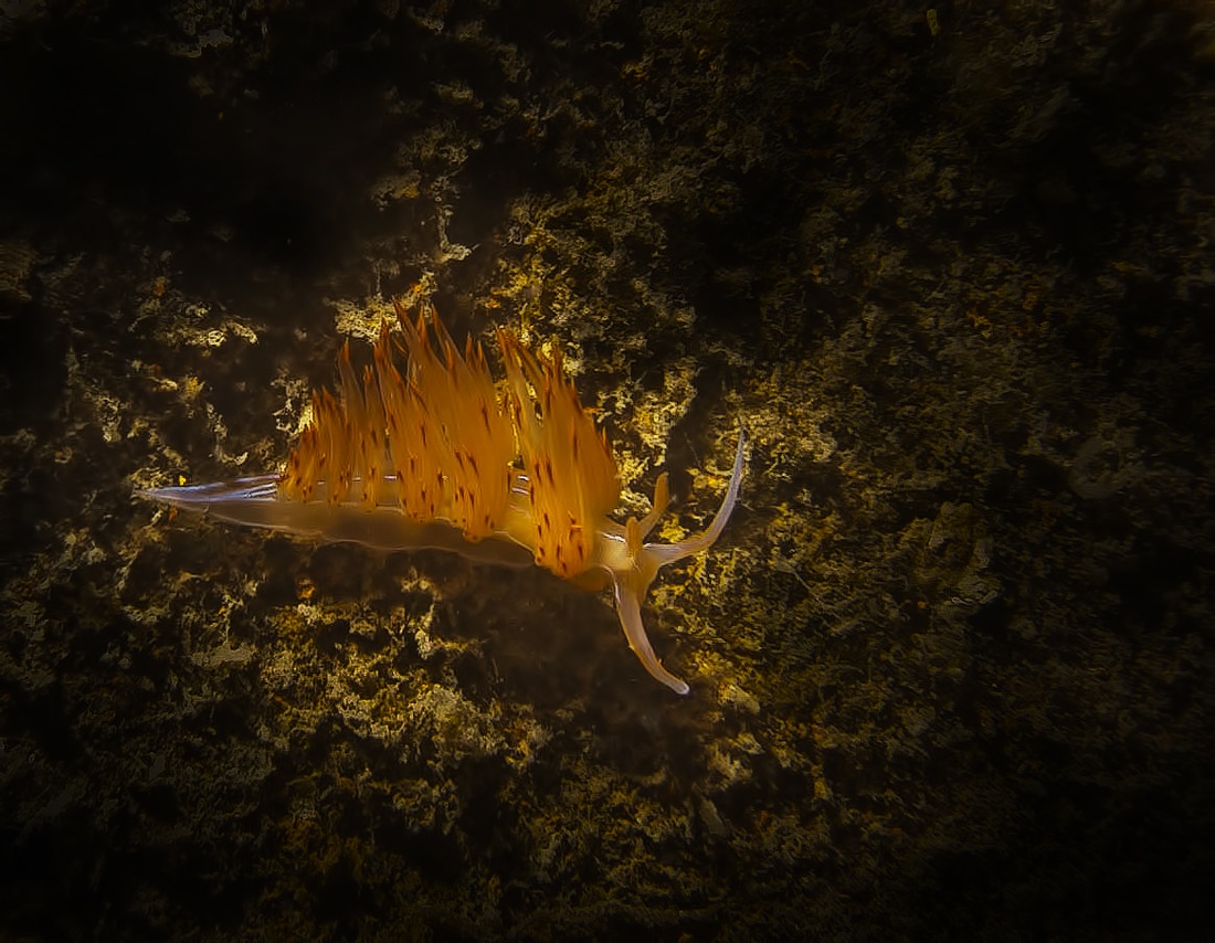 Flabellina - relitto San Guglielmo