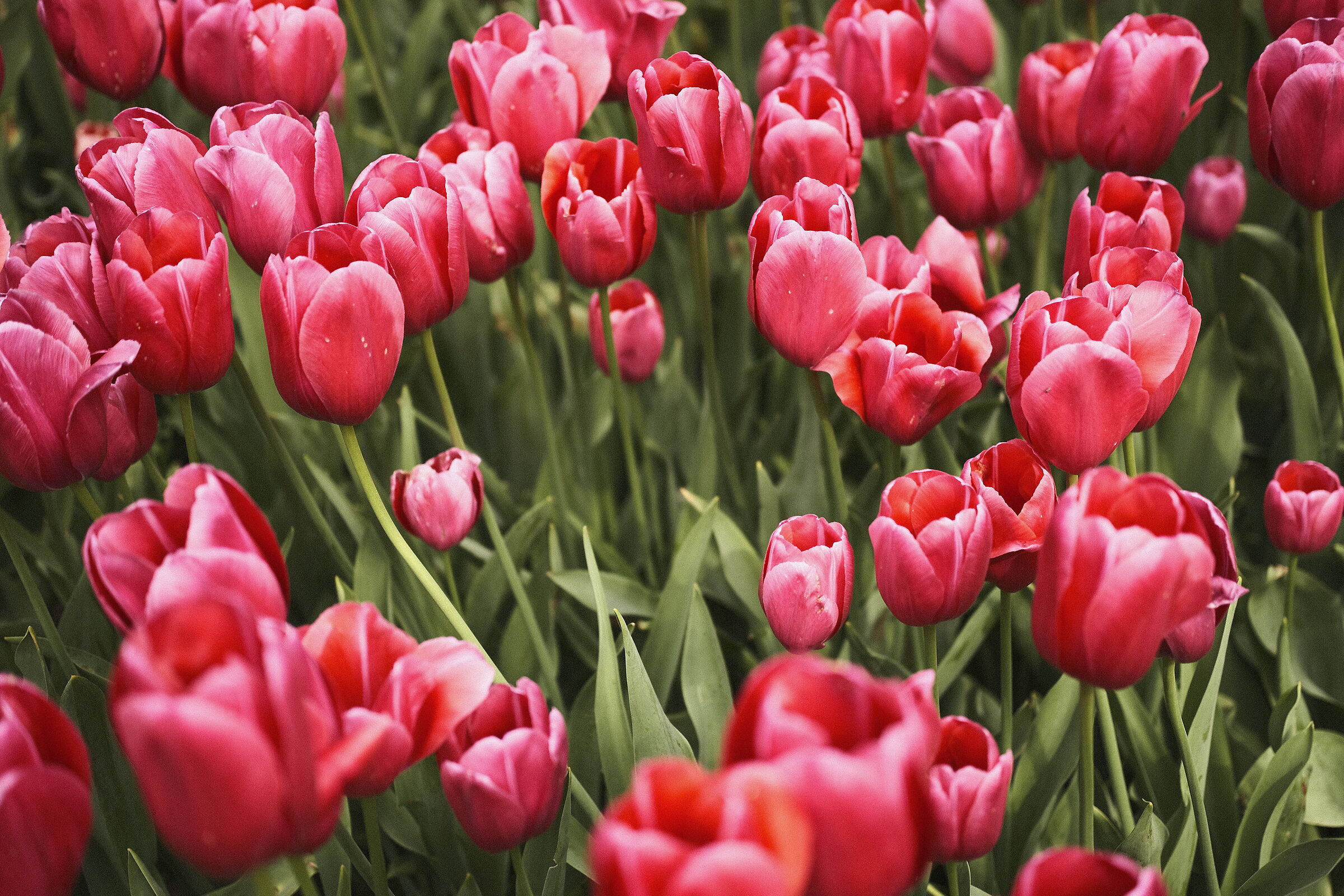 Tulipani 1