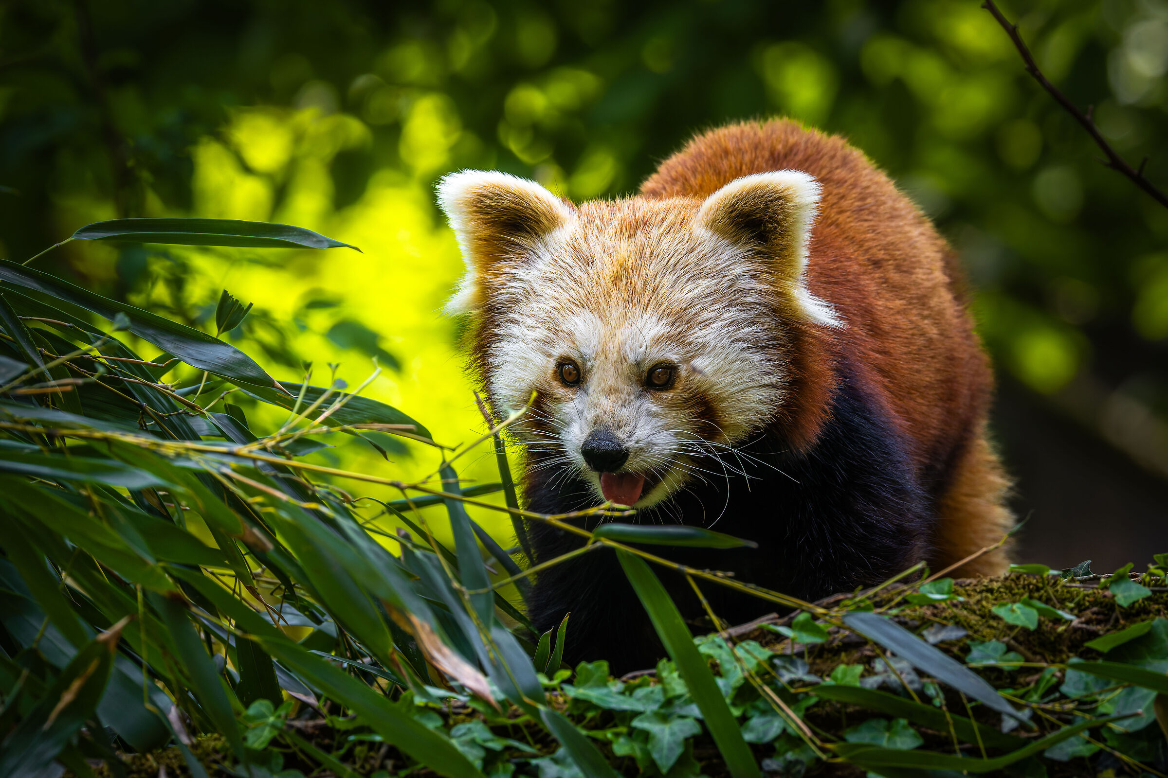 Panda minore