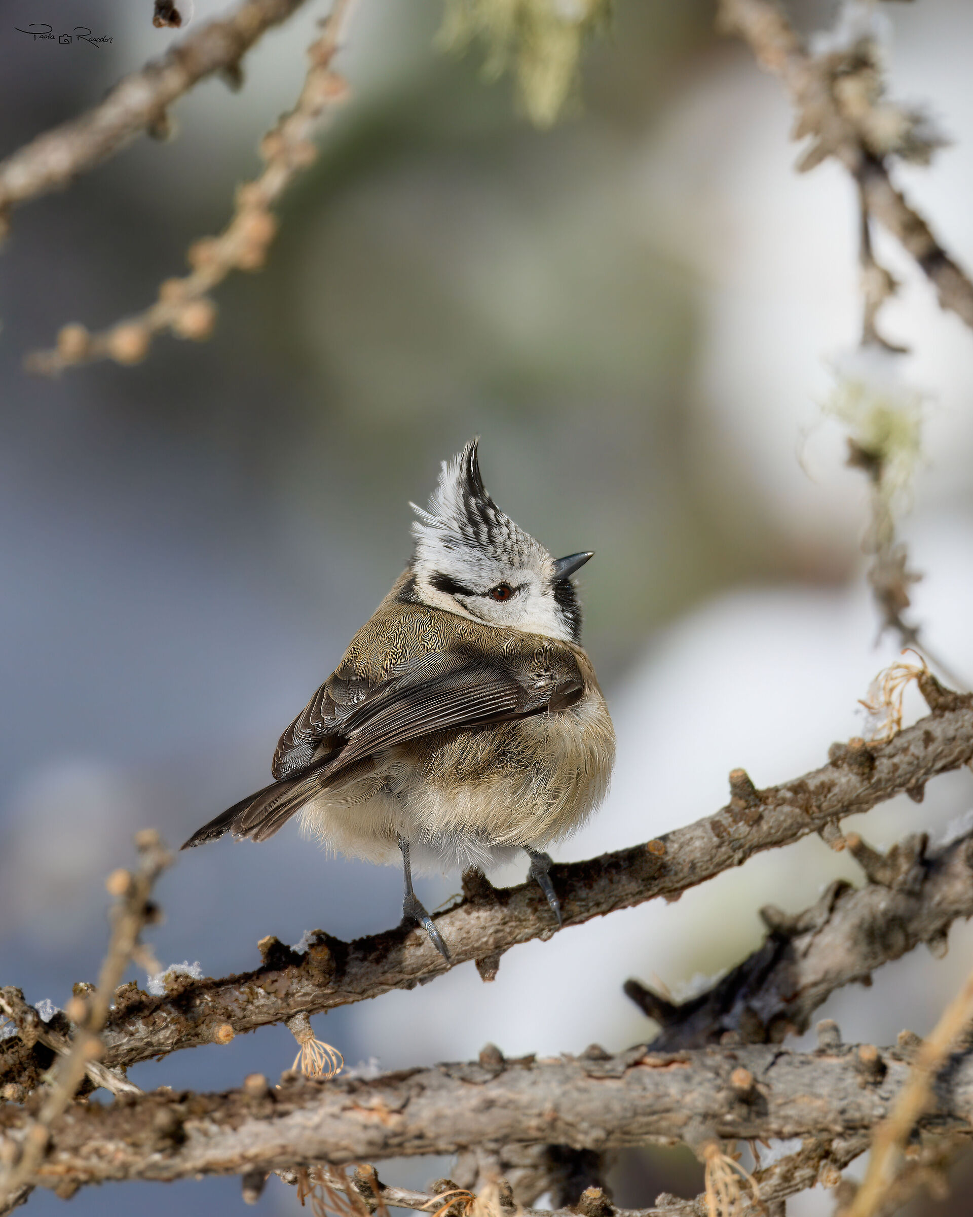 "Featherweight"