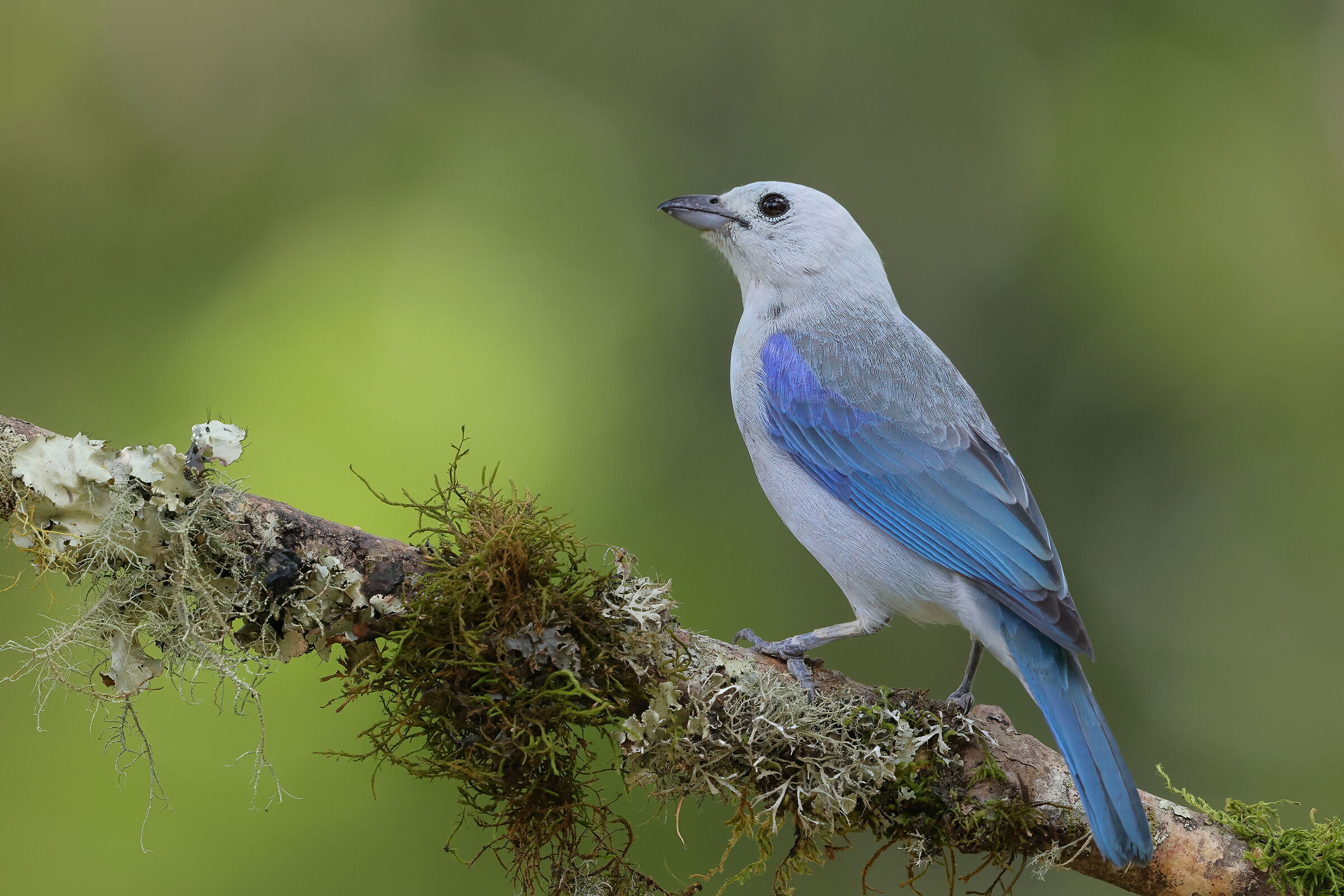 Grey-blue tangara