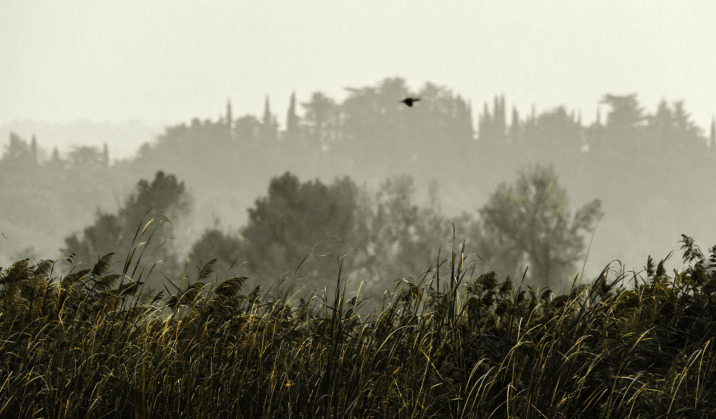 Peat bogs