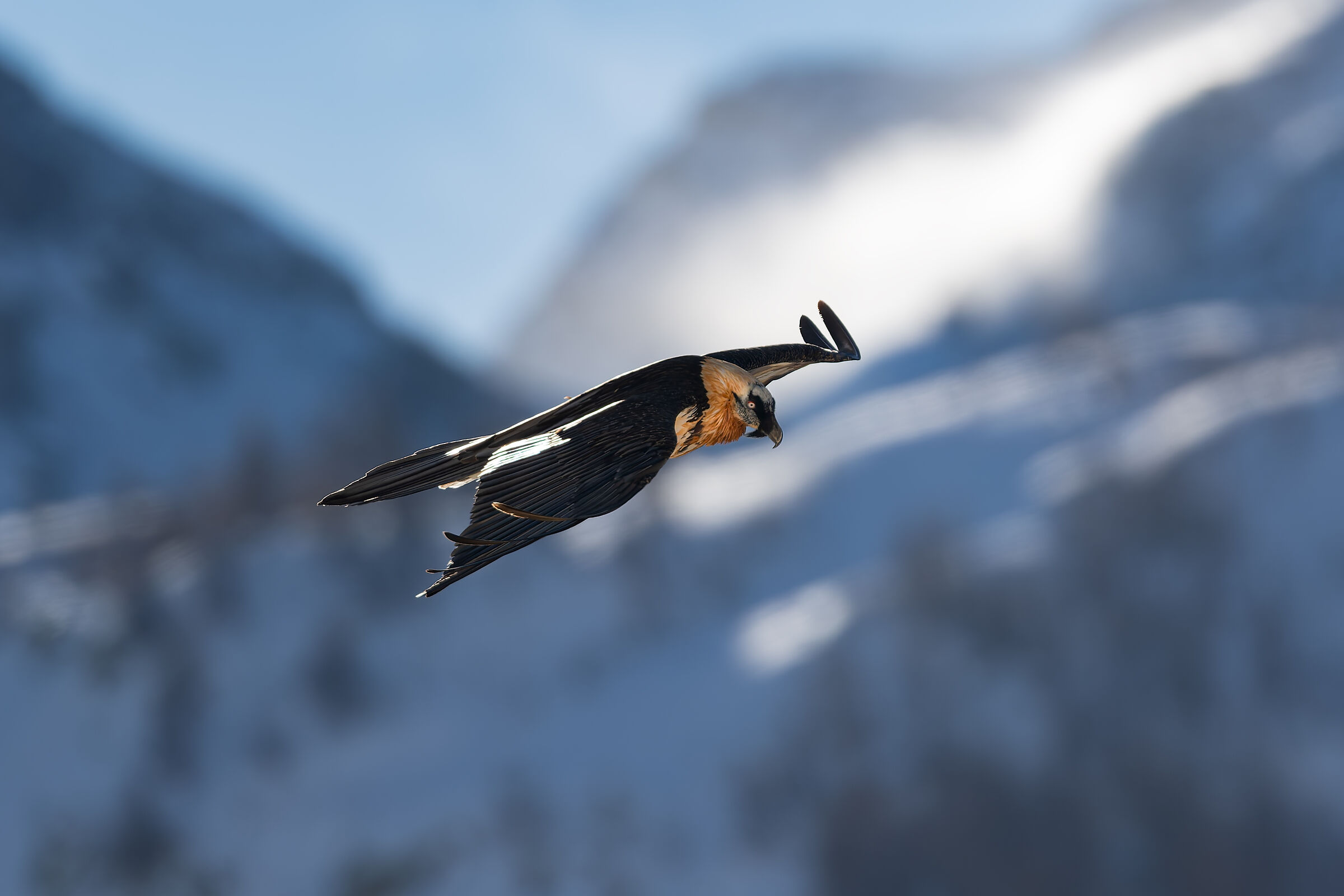 Gypaetus Barbatus - Gran Paradiso National Park
