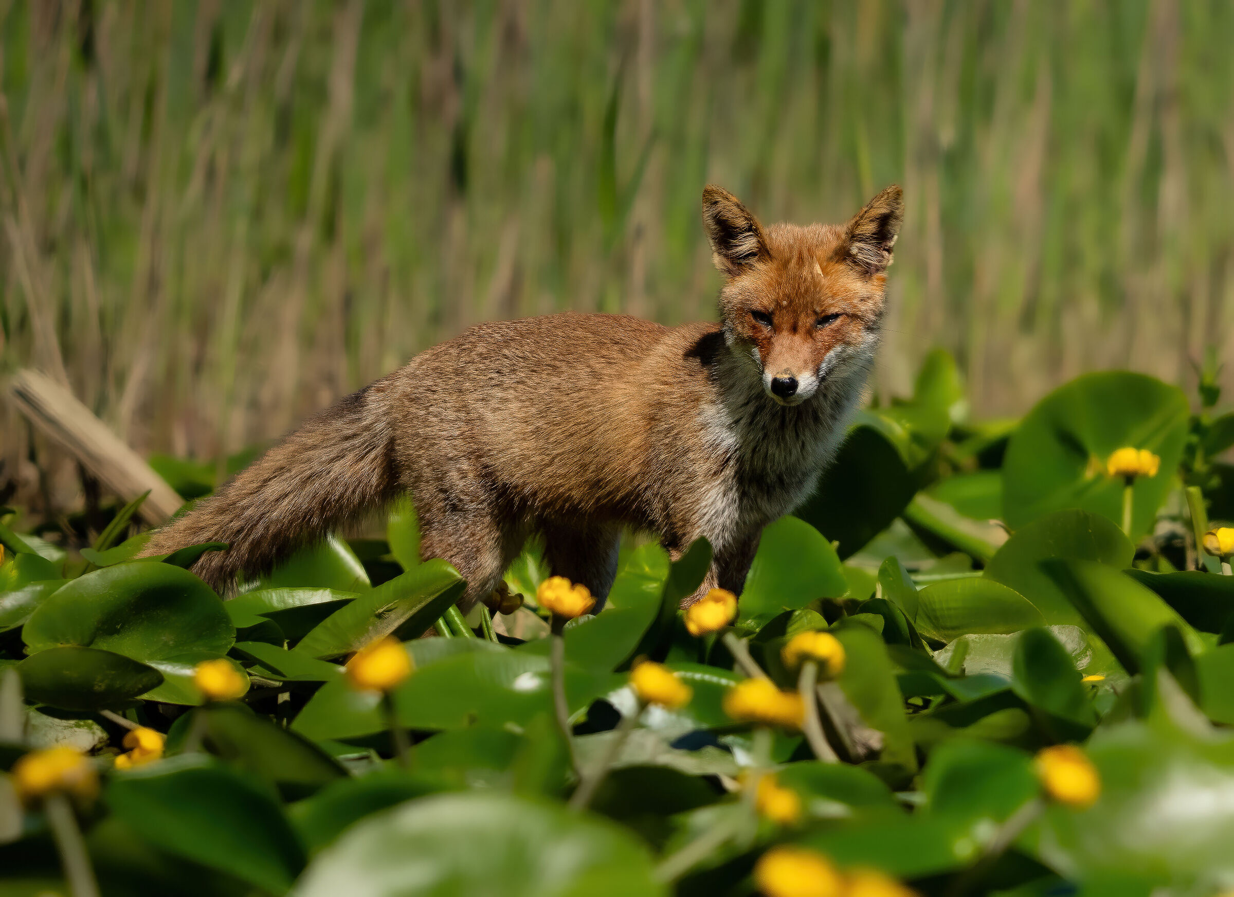 Fox on nymphs