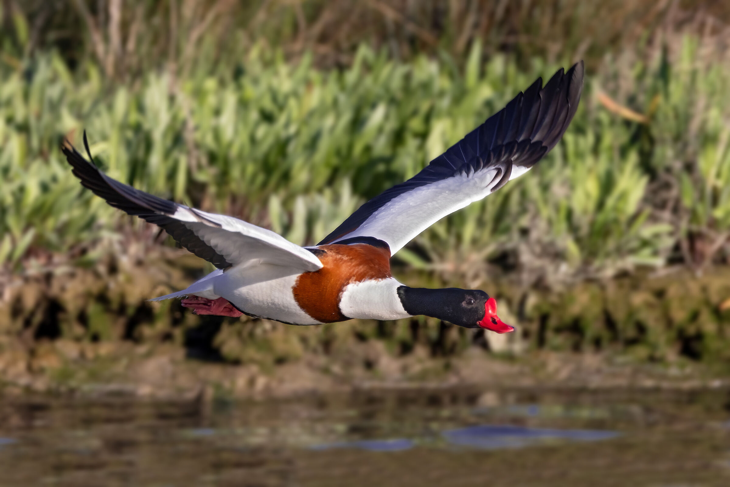 Shelduck
