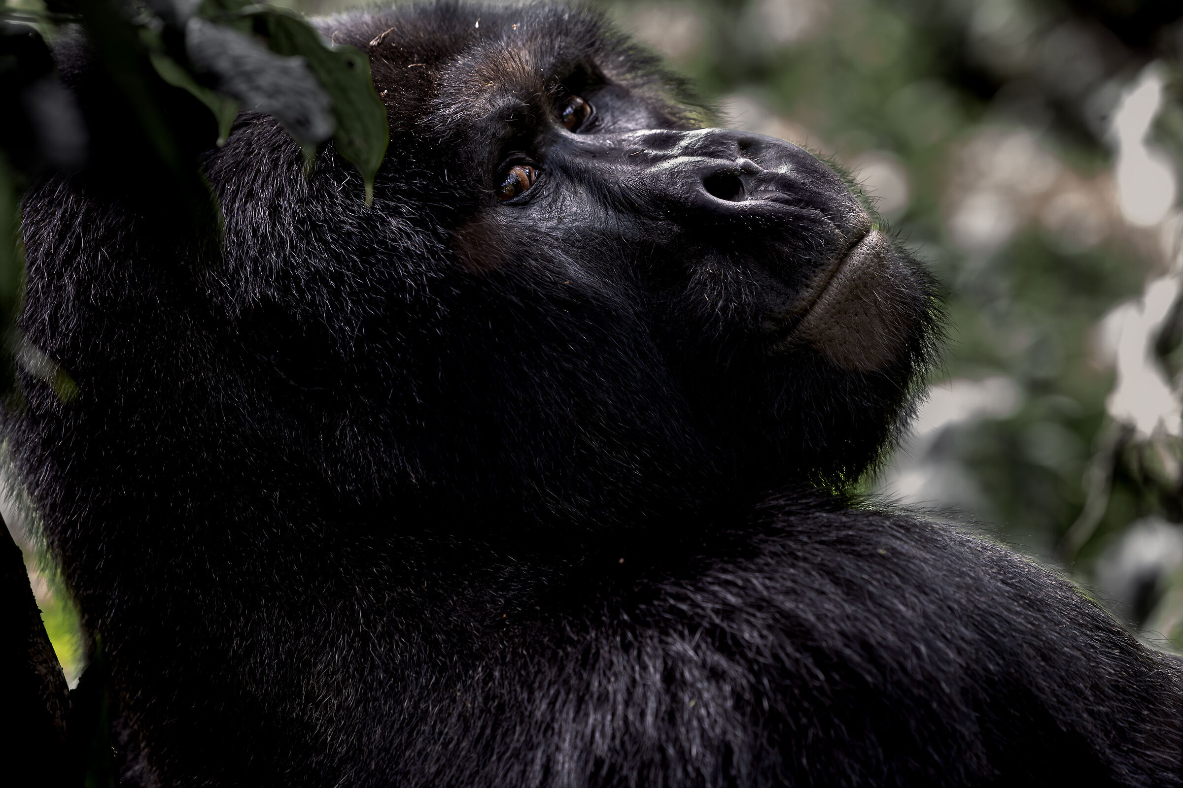 ...e questo sarebbe l'apice dell'evoluzione?...
