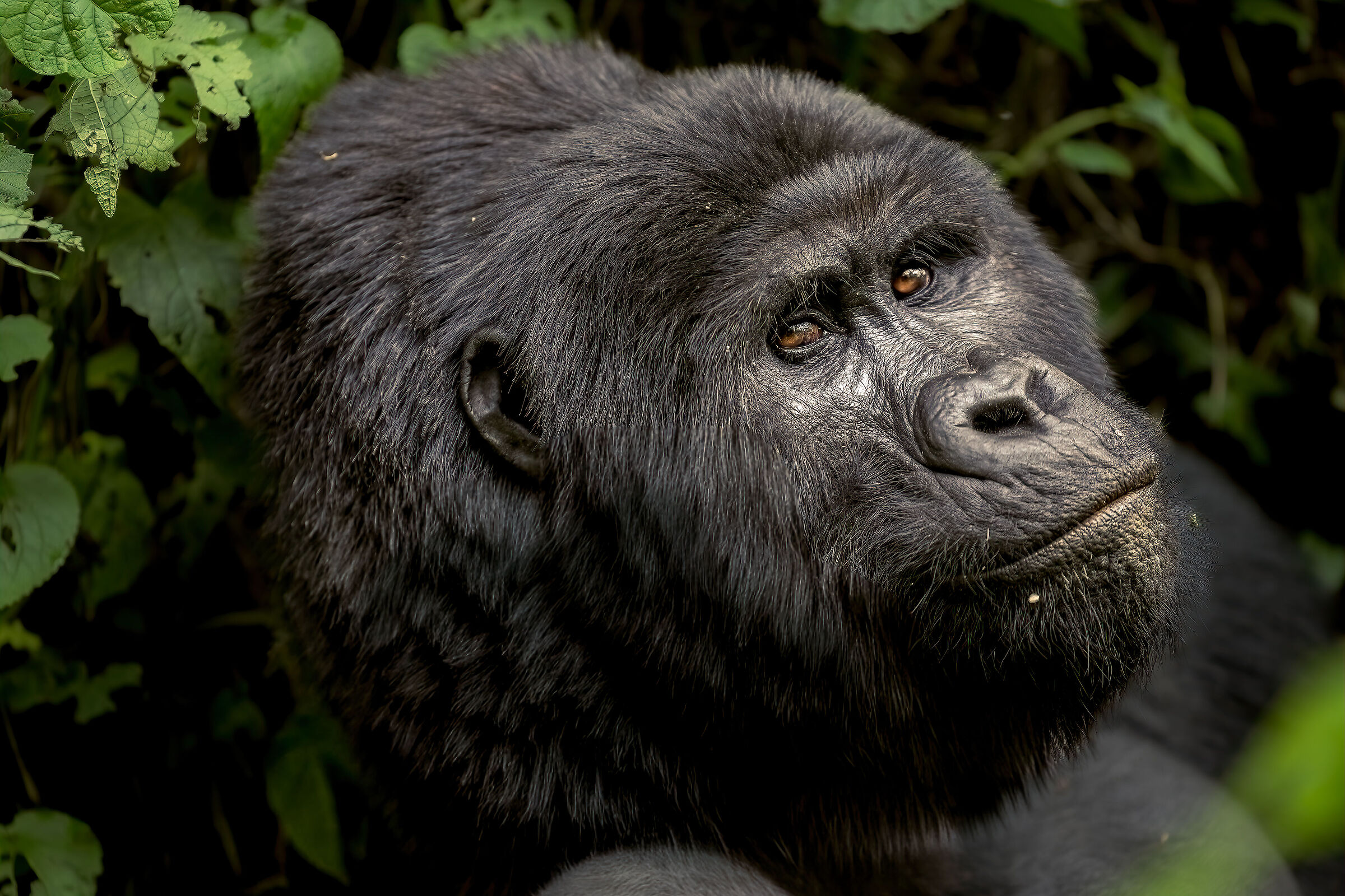 Mugisha (Fortune) the Alpha male