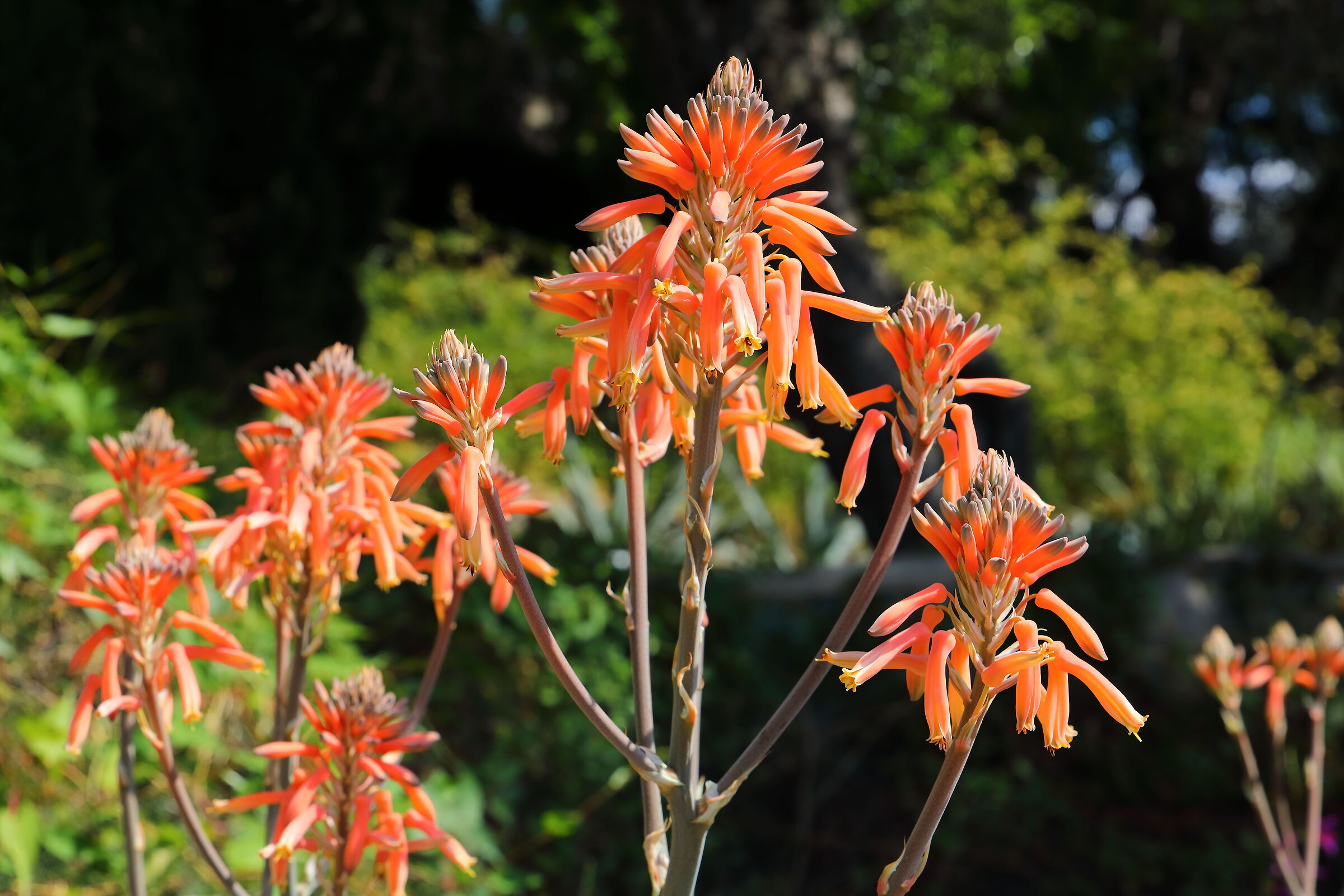 Aloe Vera 20 aprile 2026
