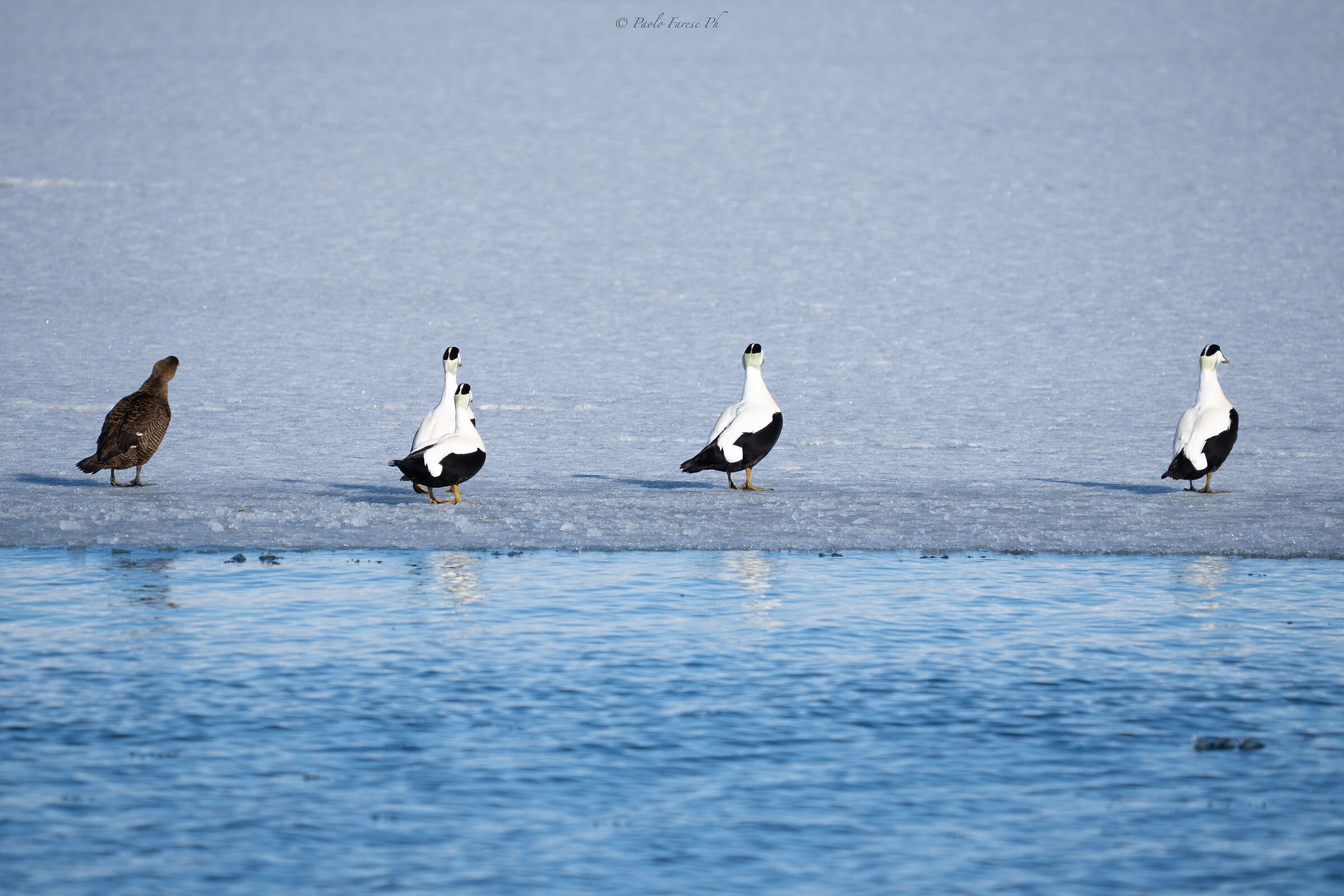 Queuing up in the ice