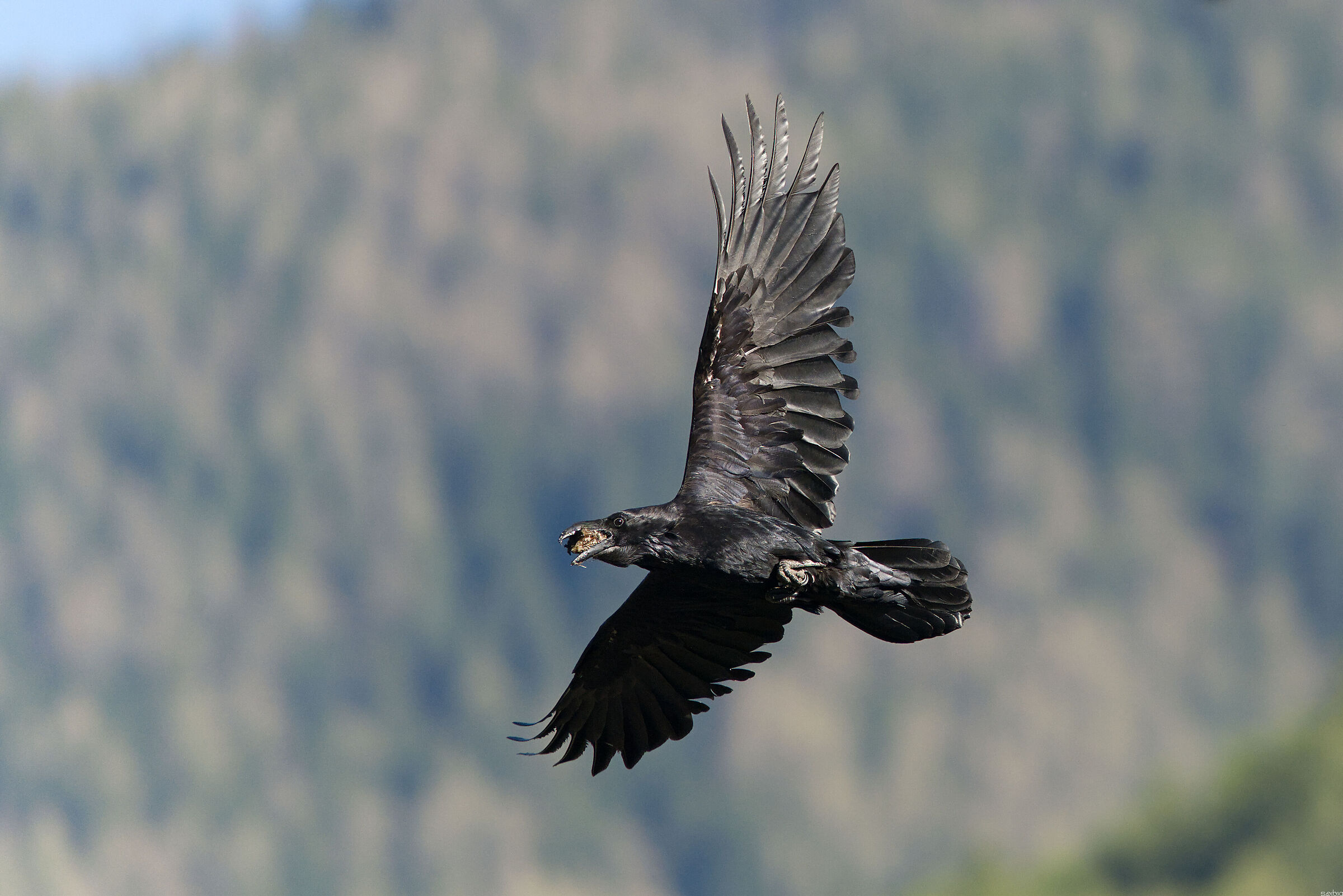 Raven with the loot