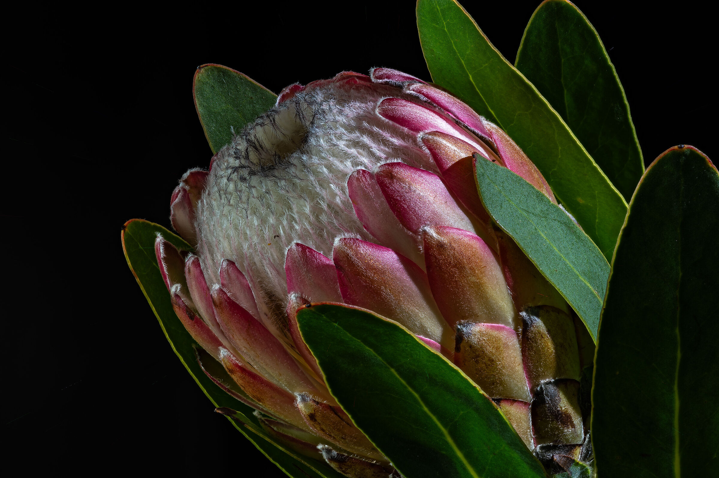 Protea