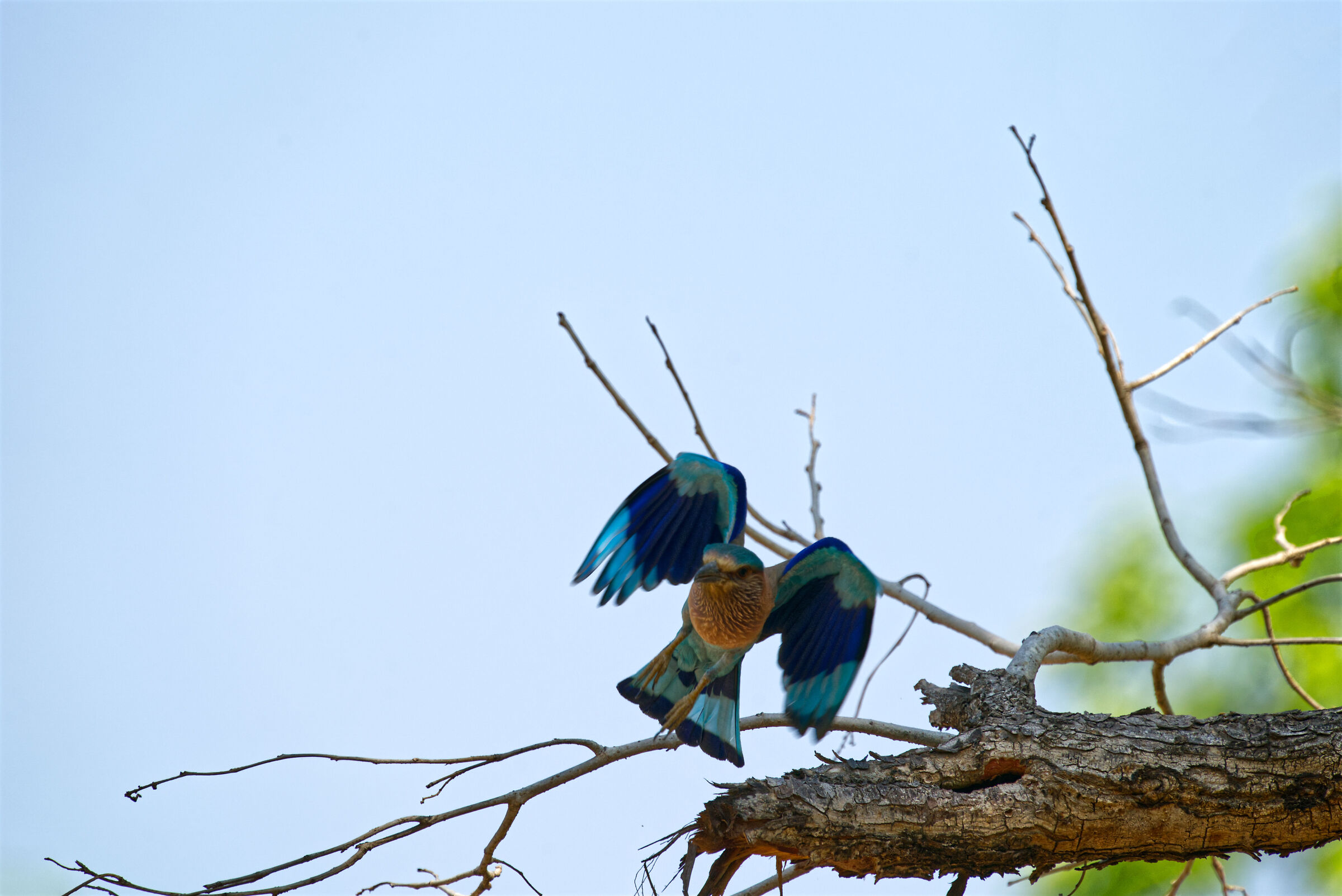 Indian European jay - Bandvhagrh INDIA