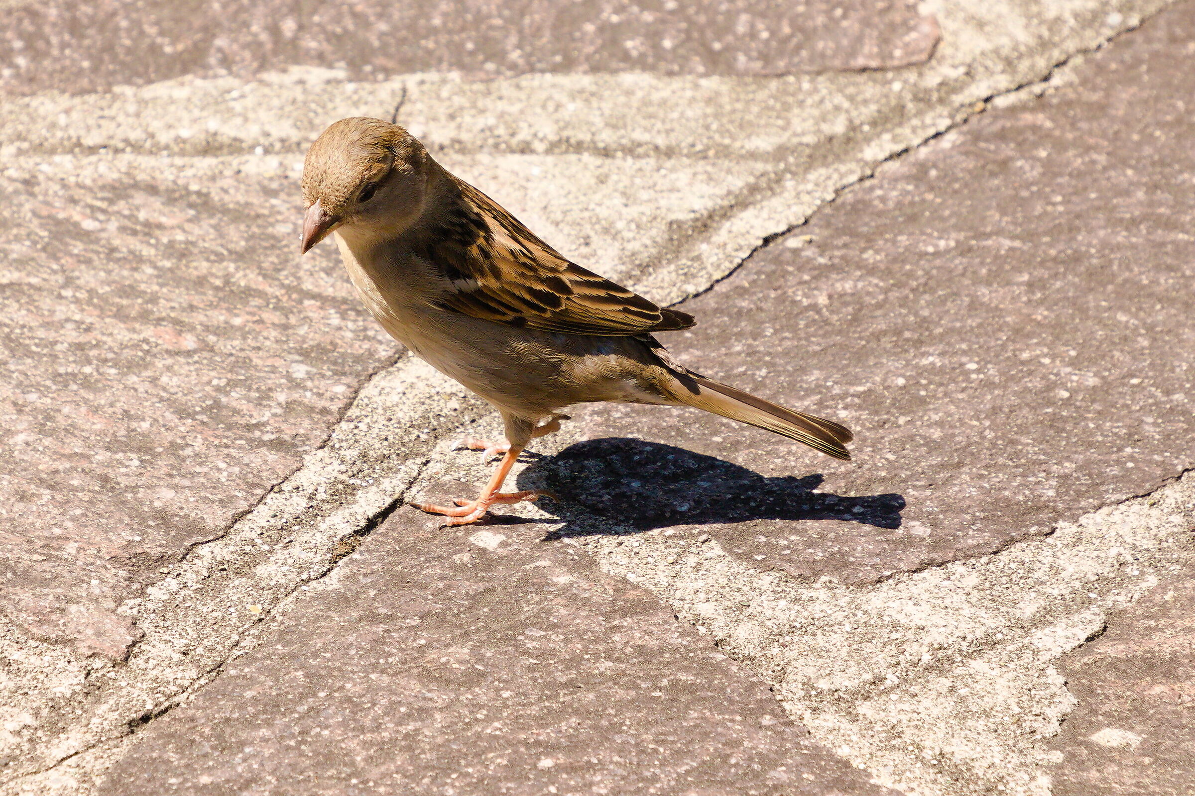 The sparrow