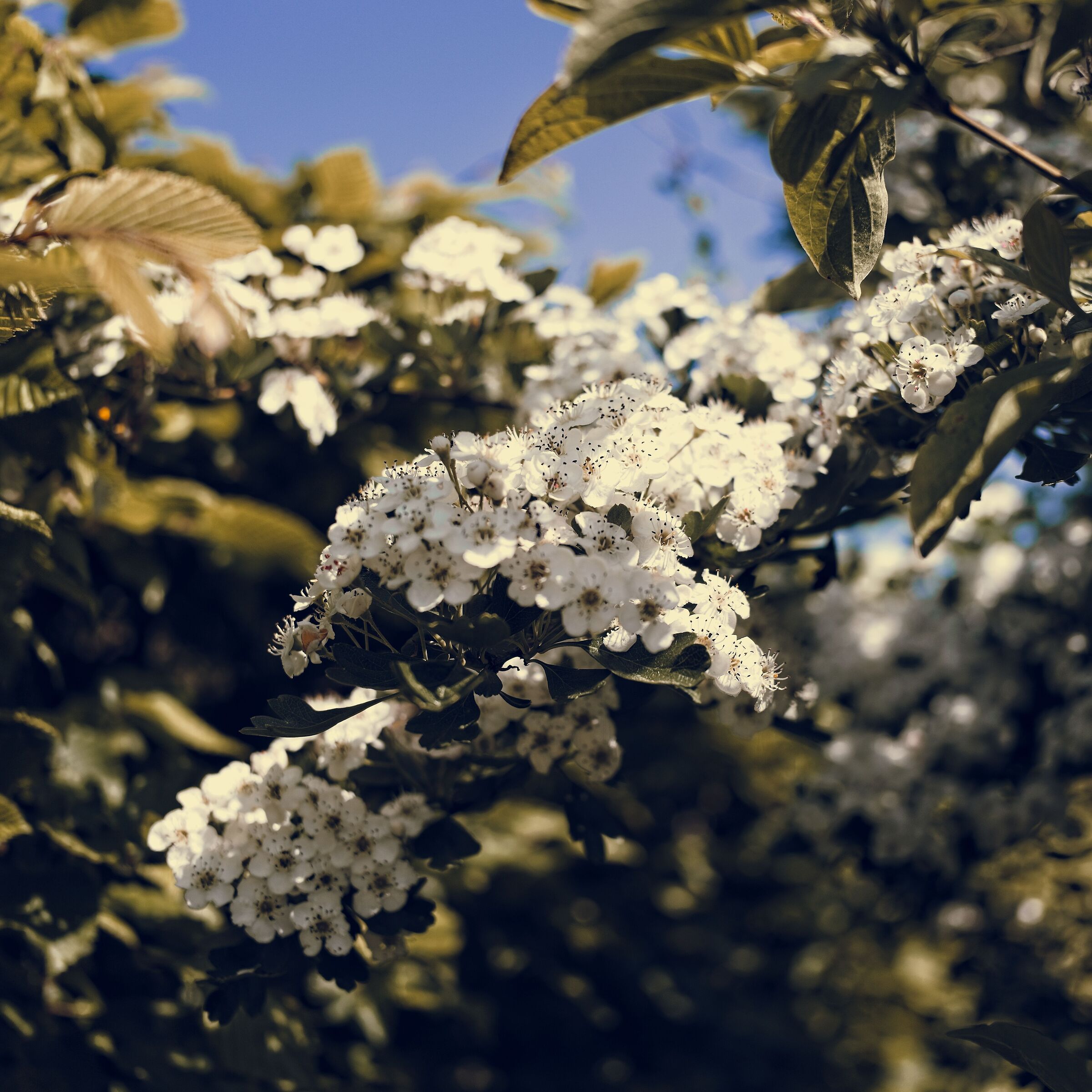 Hawthorn blossom