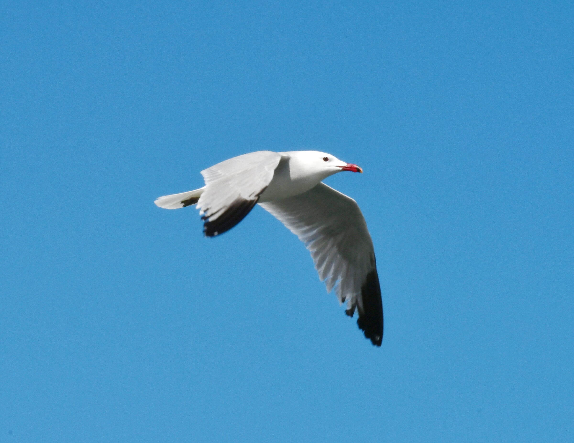 Seagull