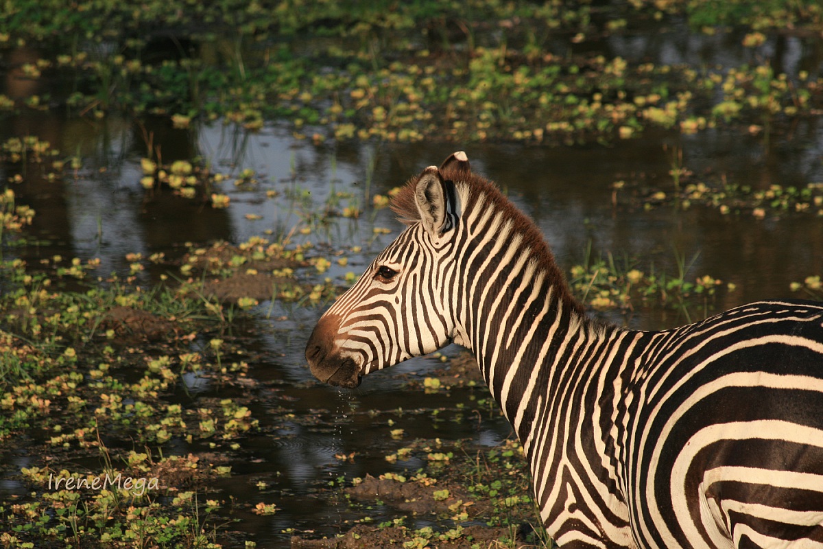Quasi in posa in Zambia