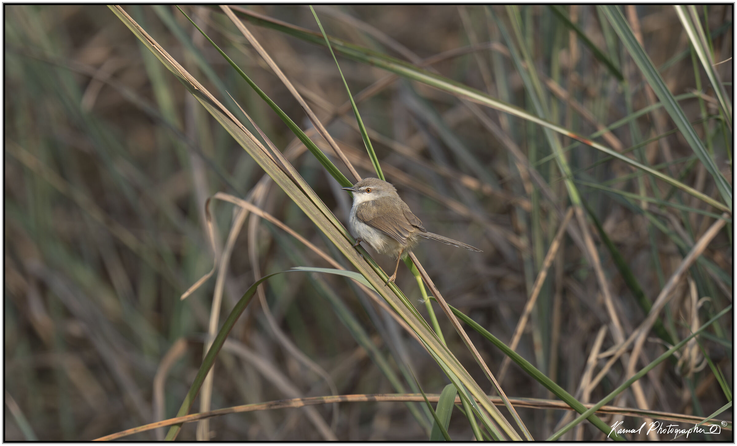 Rufous prinia (Prinia rufescens)