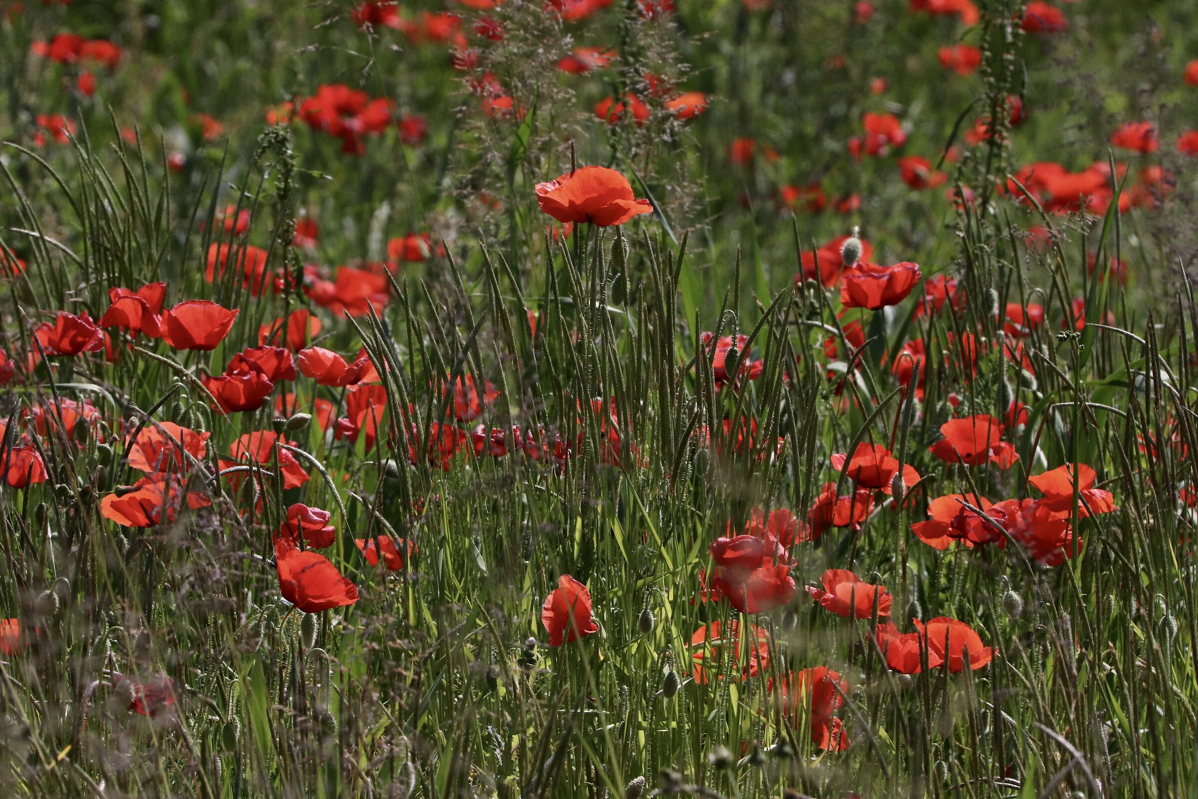A thousand red poppies...