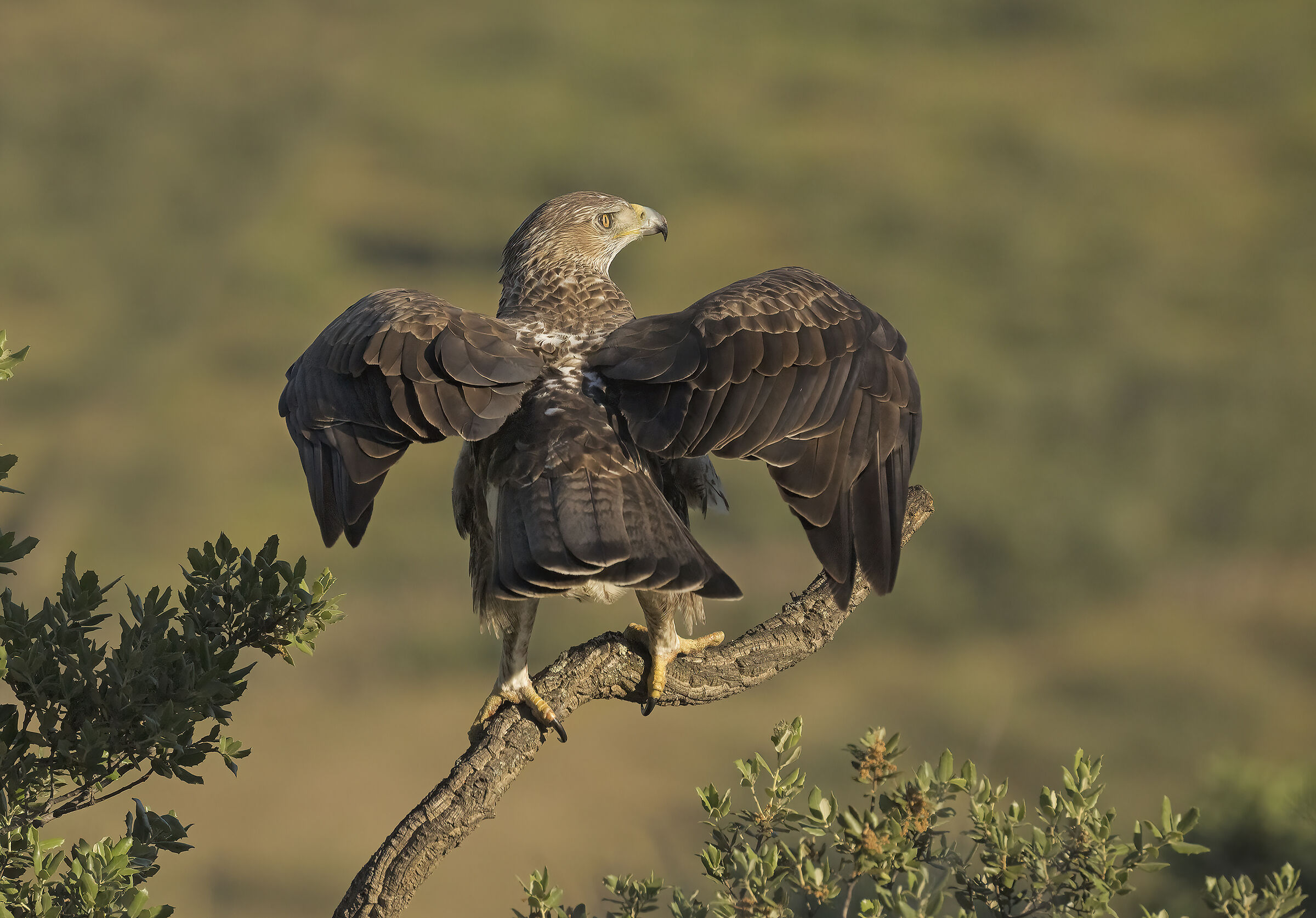 Aquila di Bonelli (Aquila fasciata)