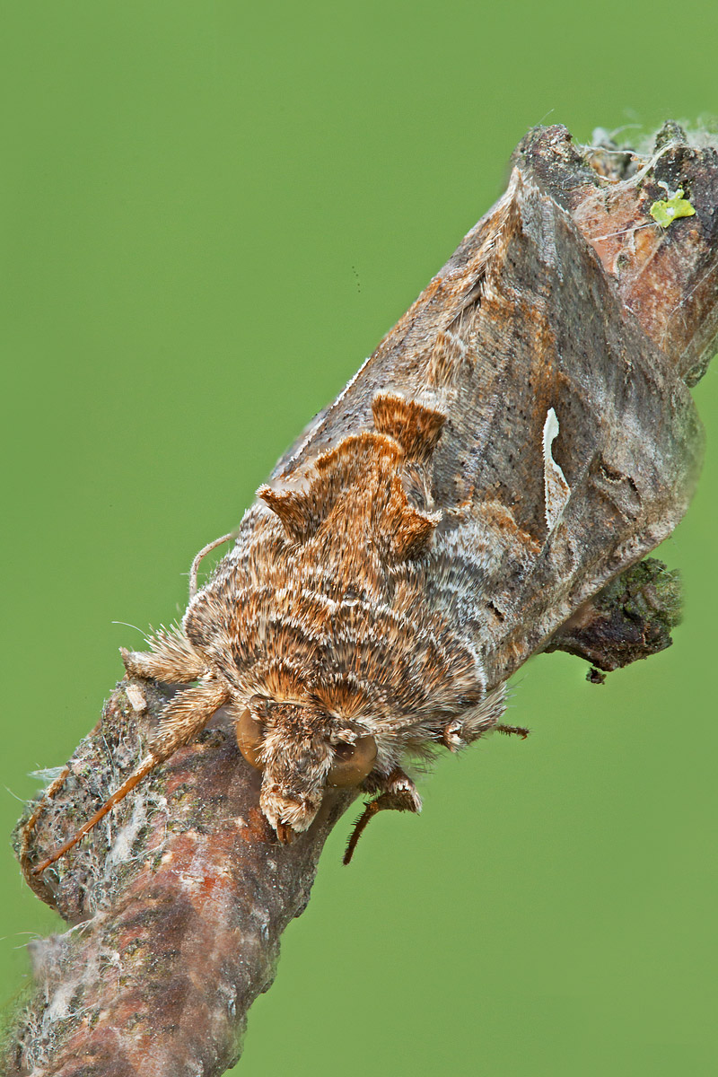 Autographa megalomaniac