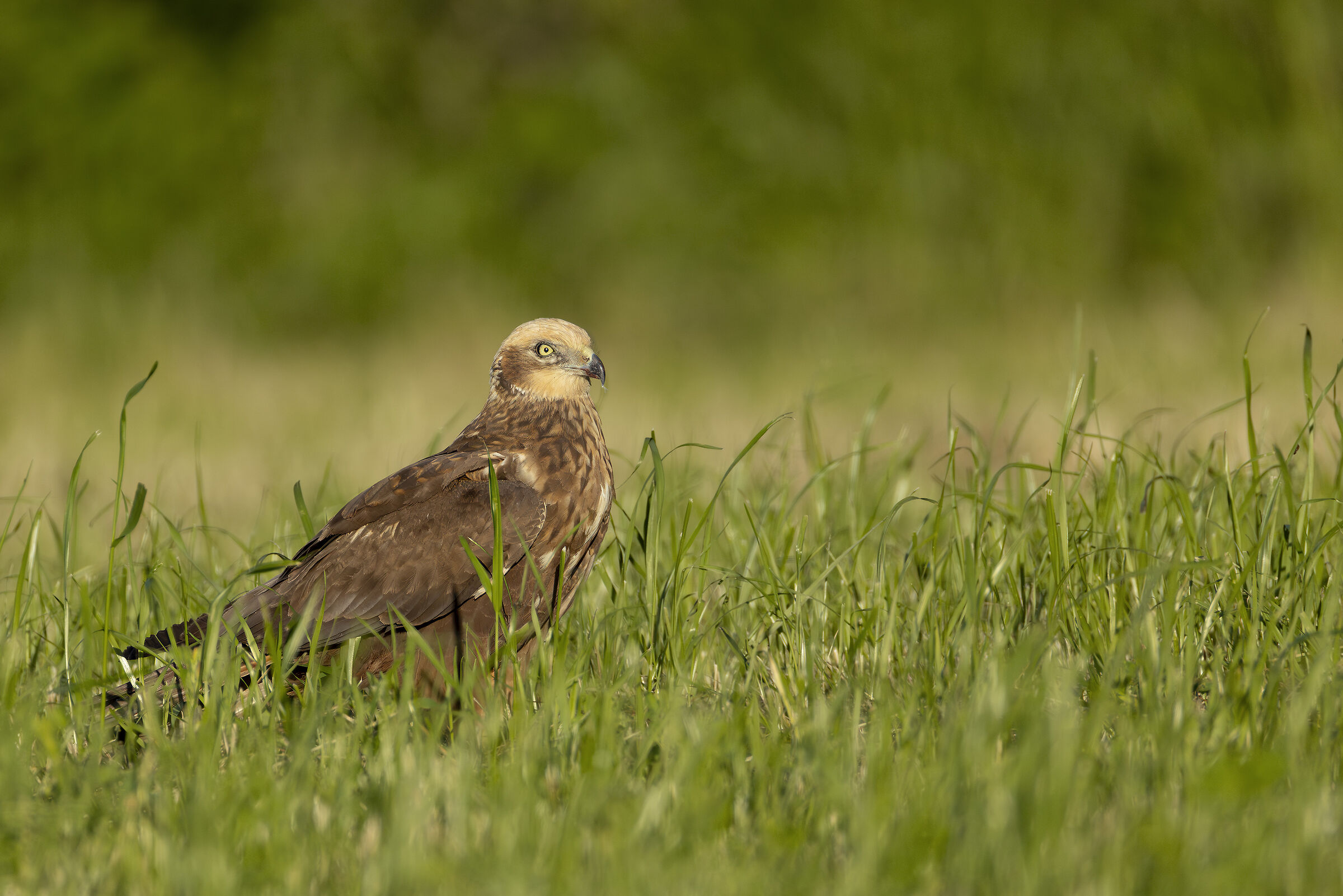 Marsh Harrier