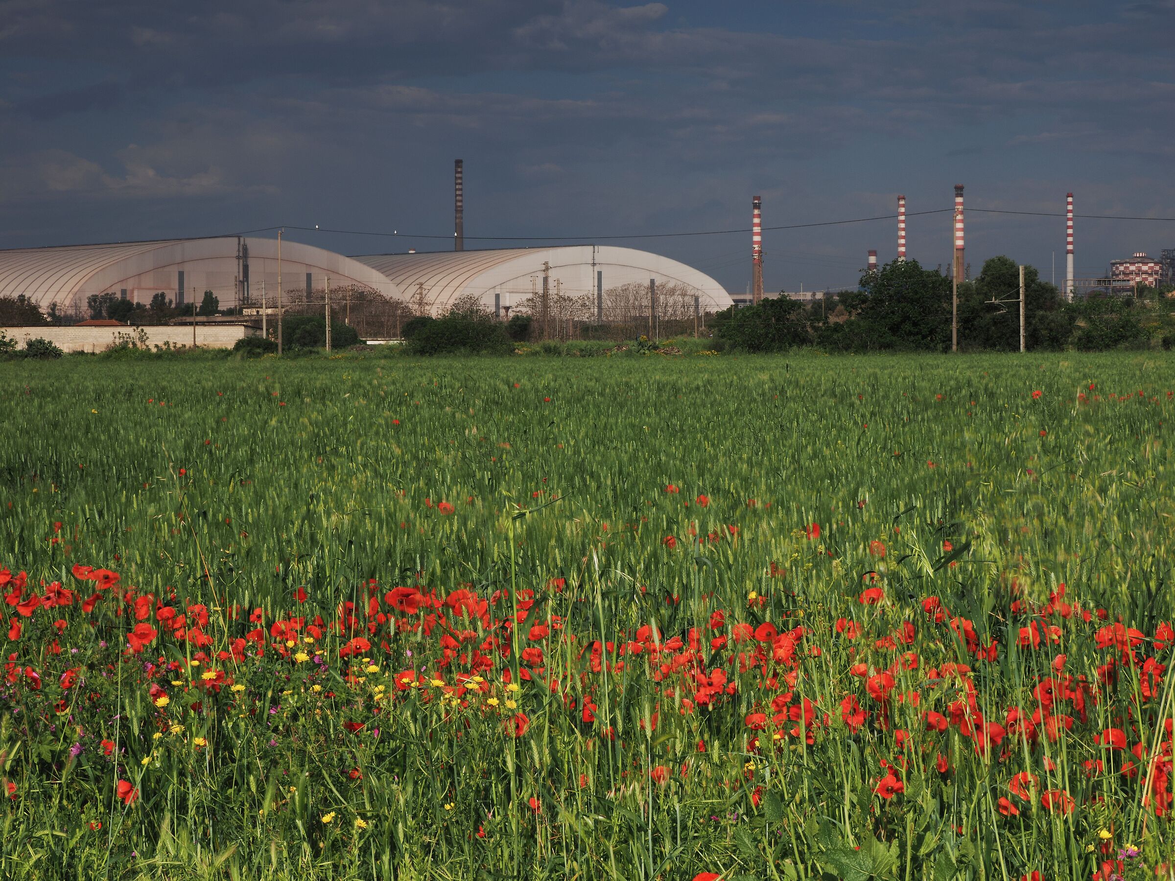 I fiori del campo, le scorie dell'acciaio