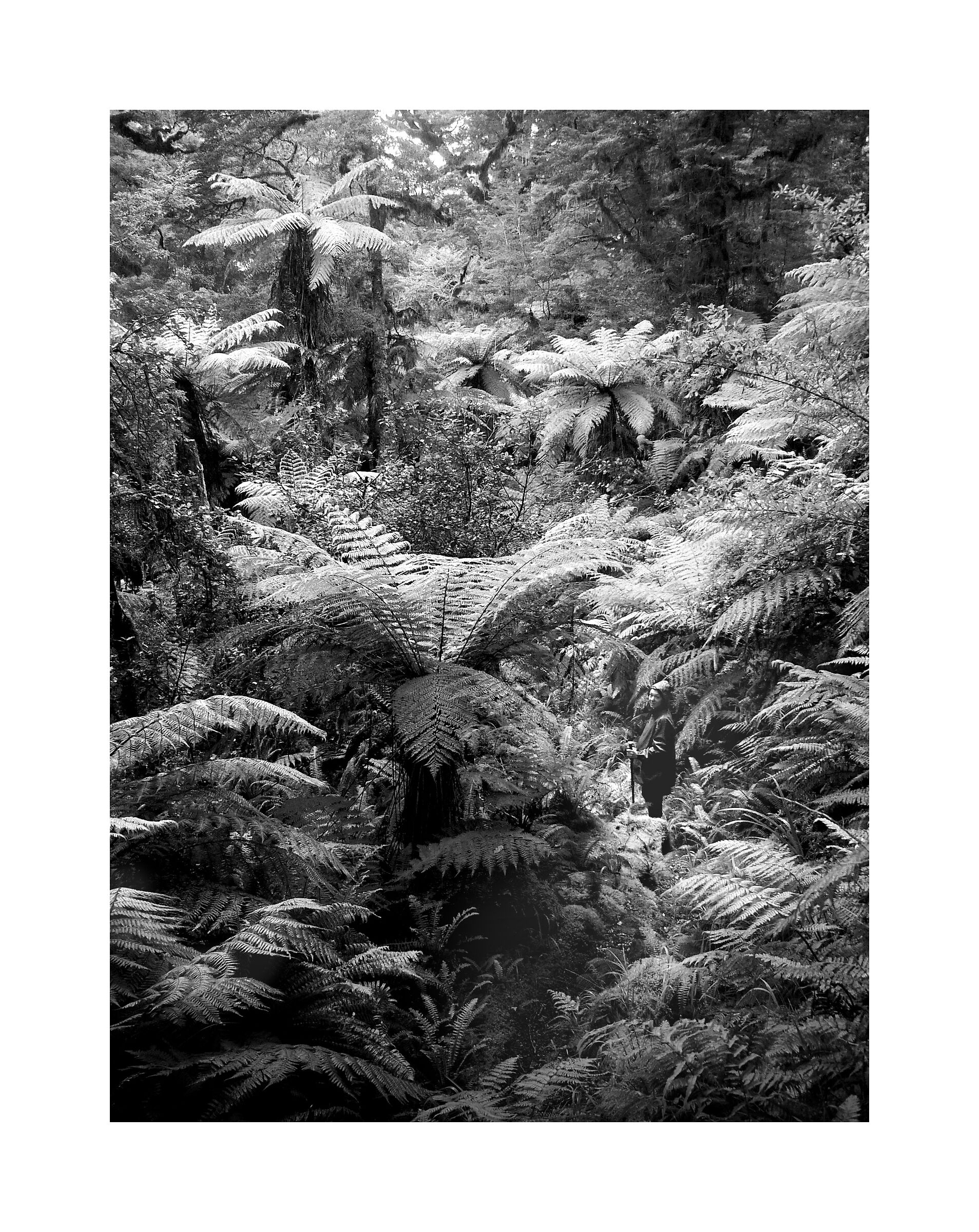 Ferns