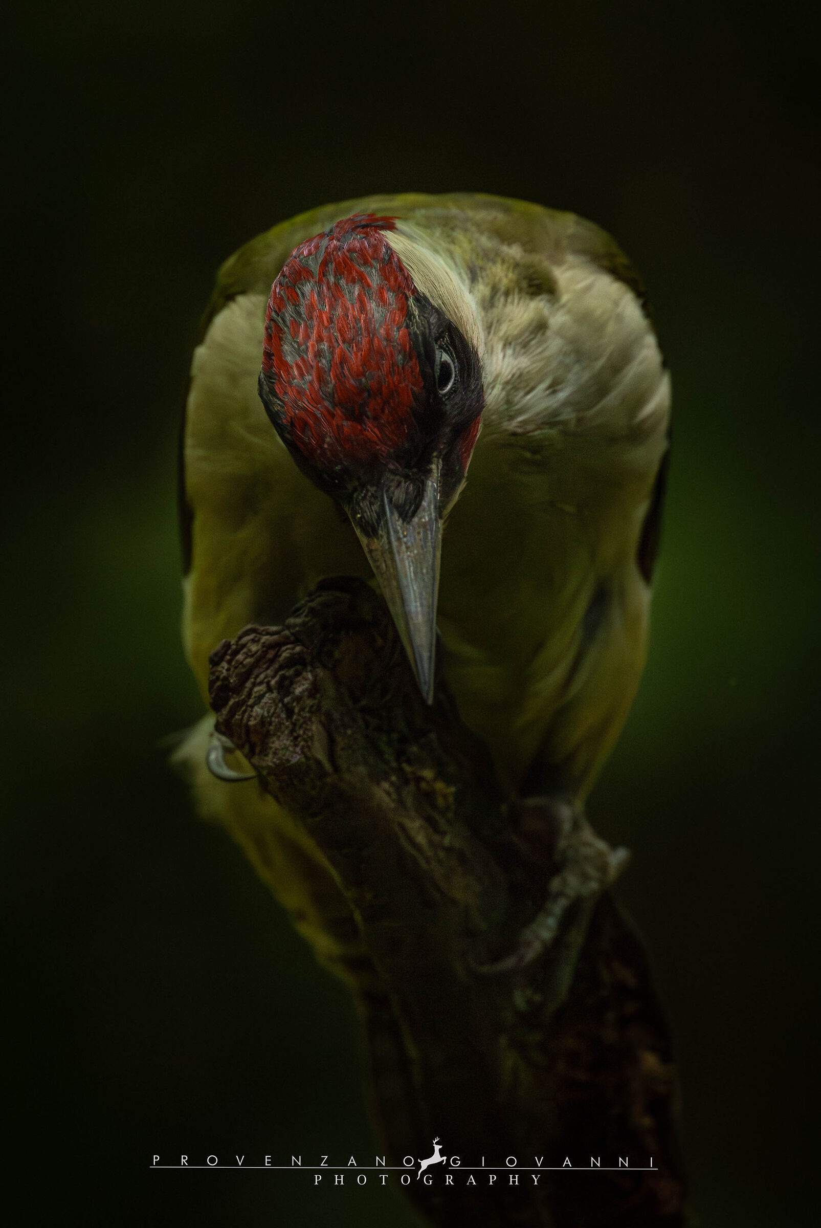 picchio verde