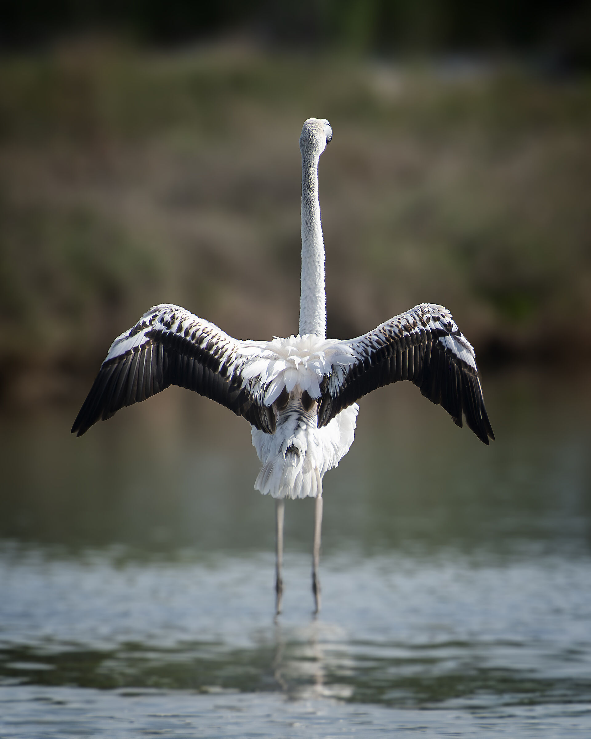 Strutting tests