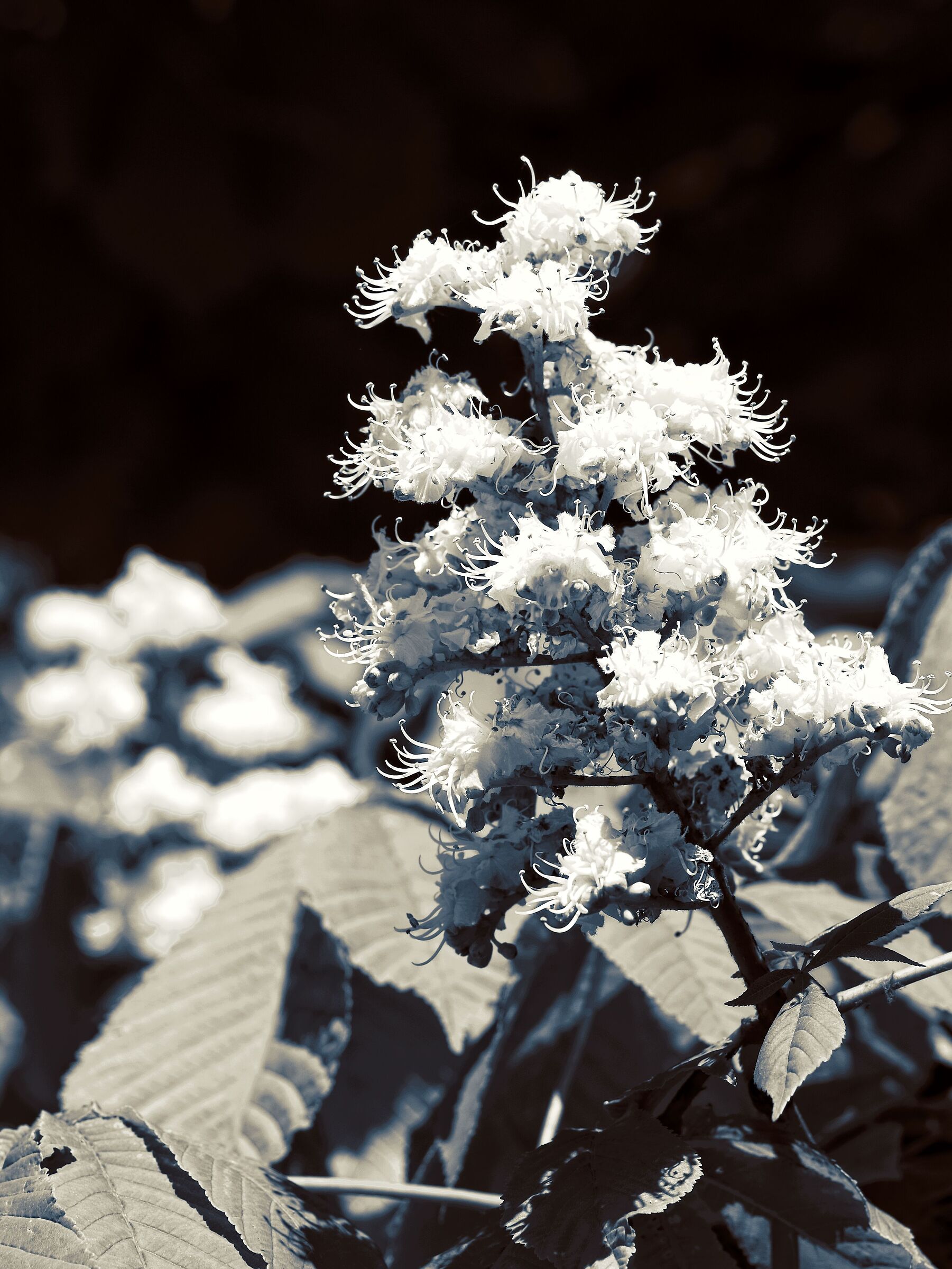 Horse chestnut