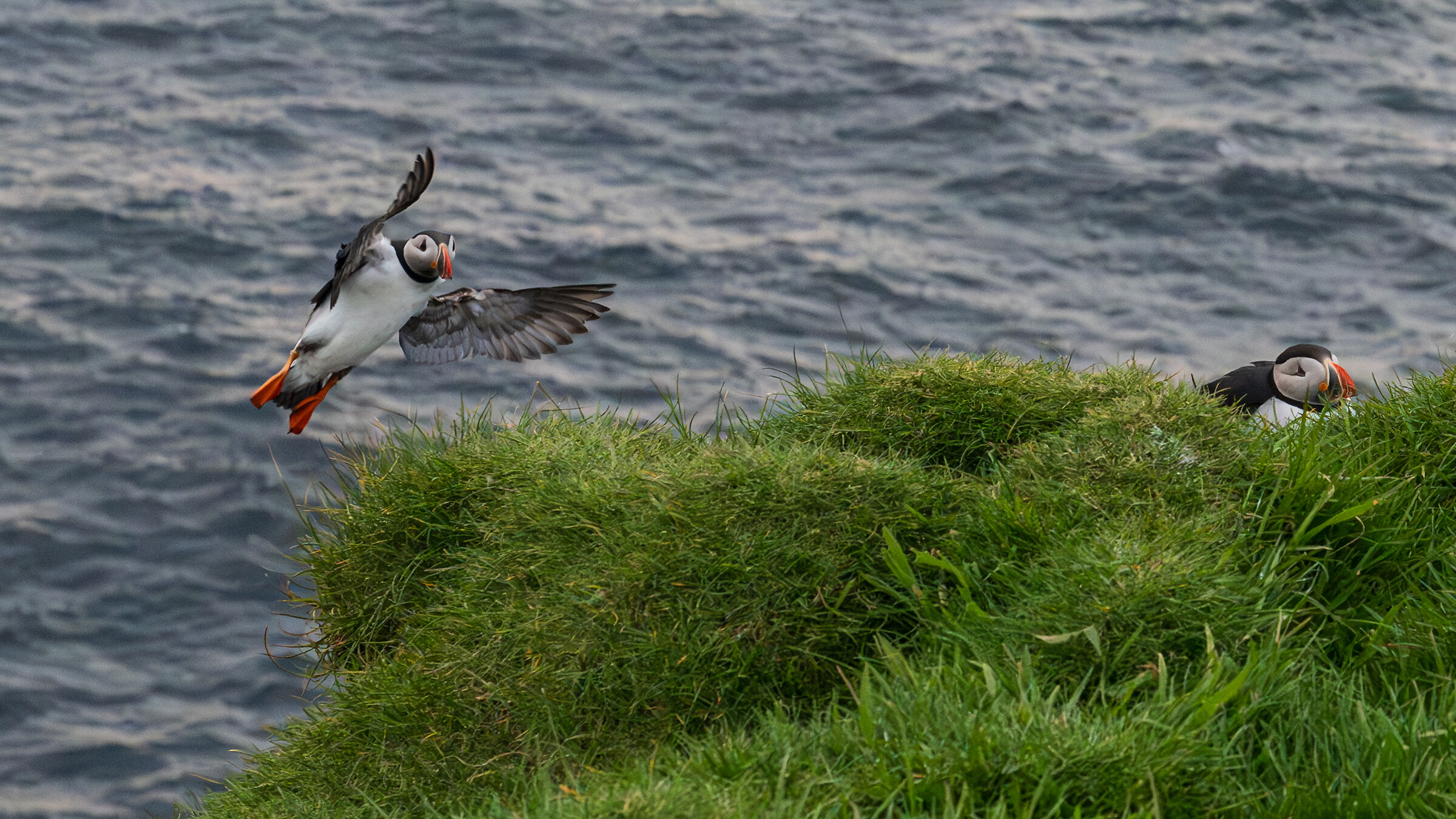 Landing Puffin