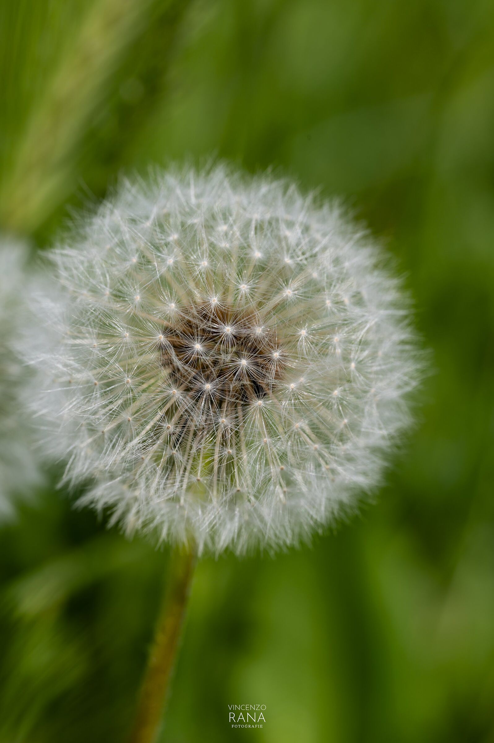 Dandelion