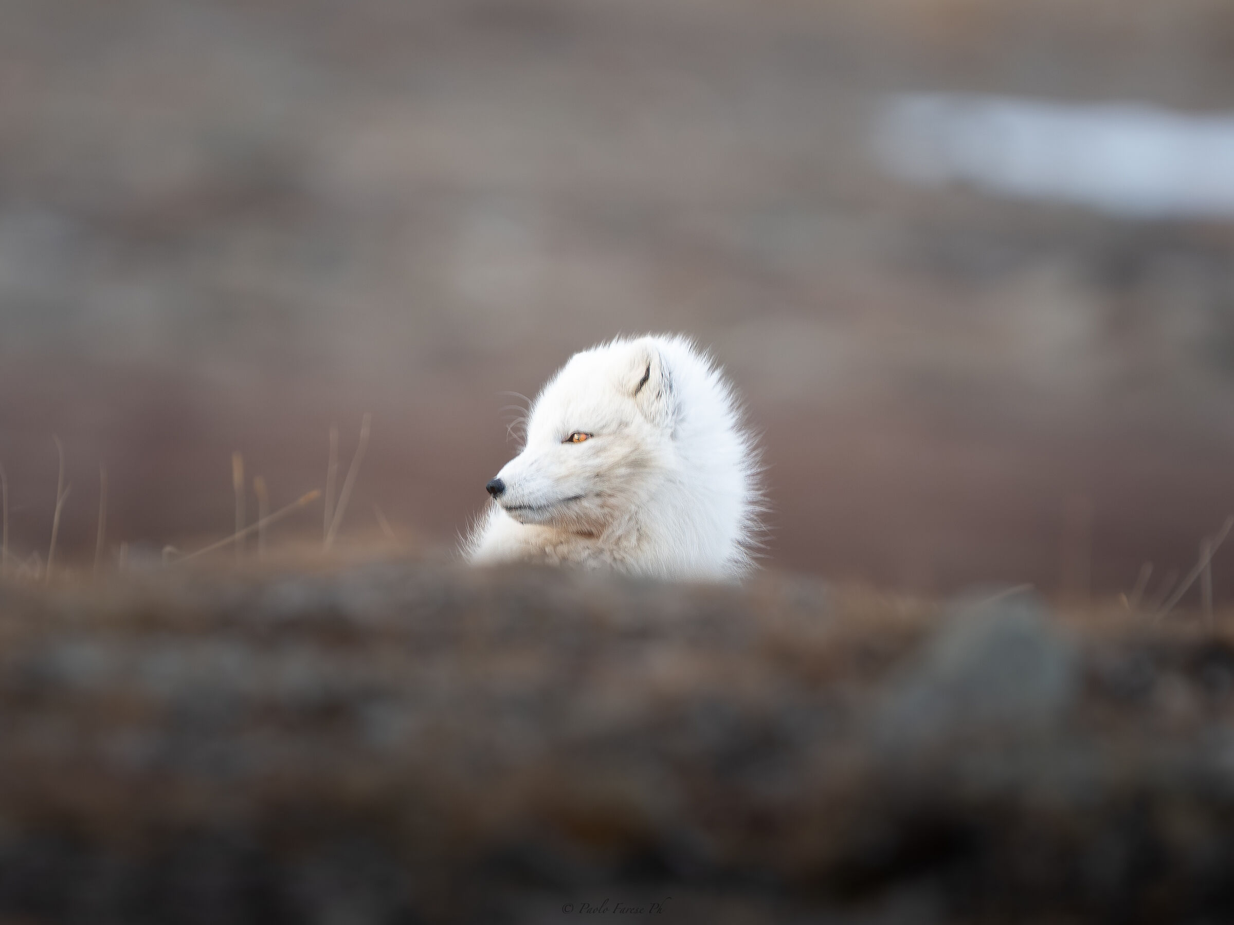 fox