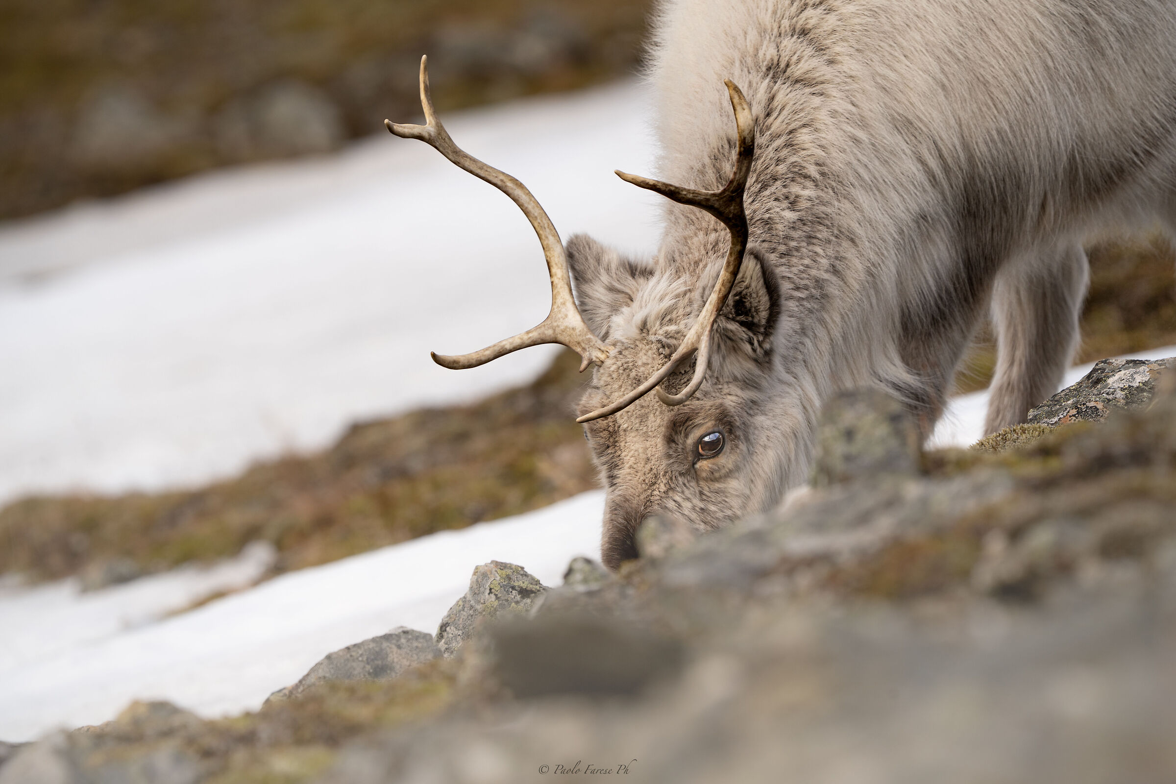 arctic reindeer