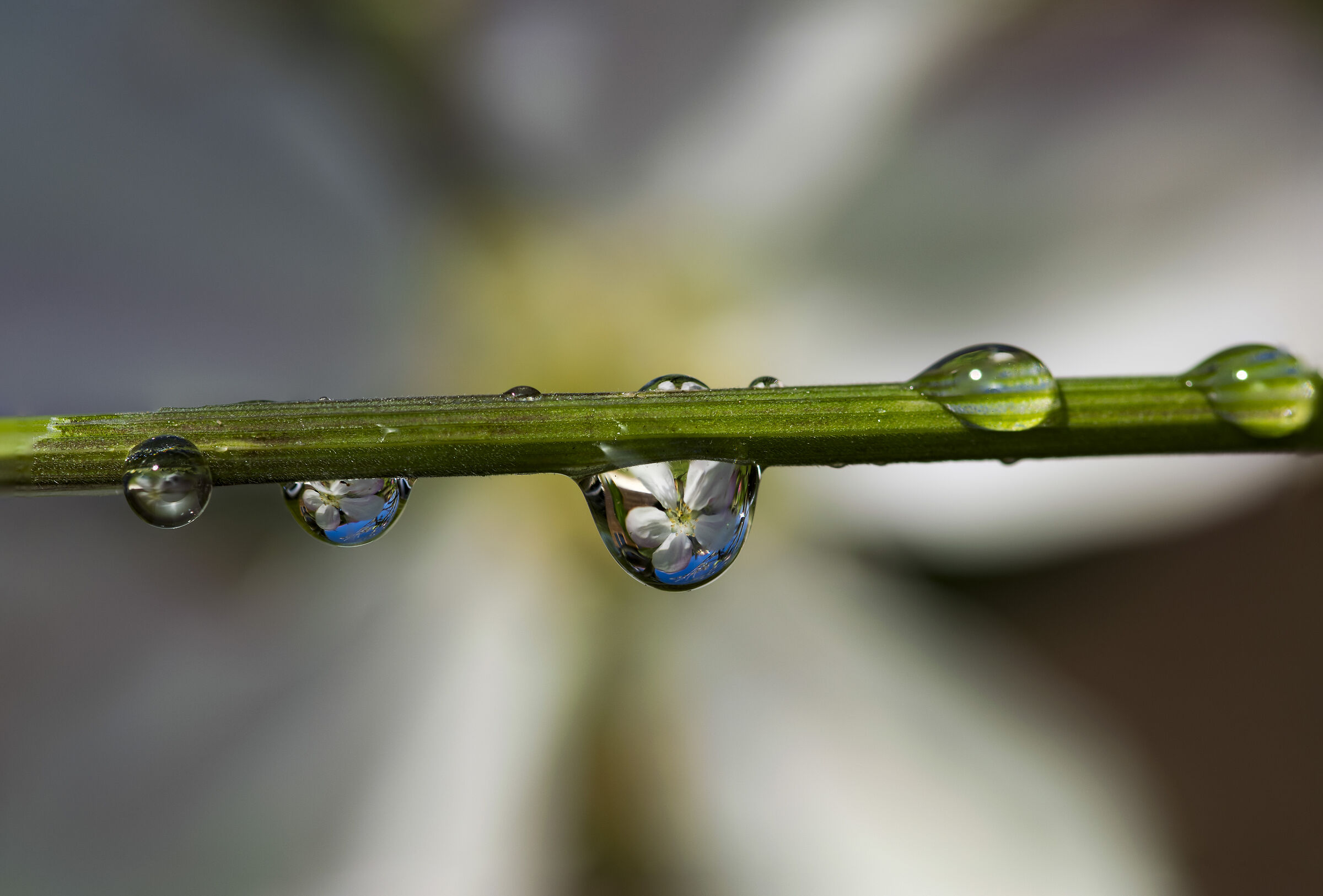 Flower water drops