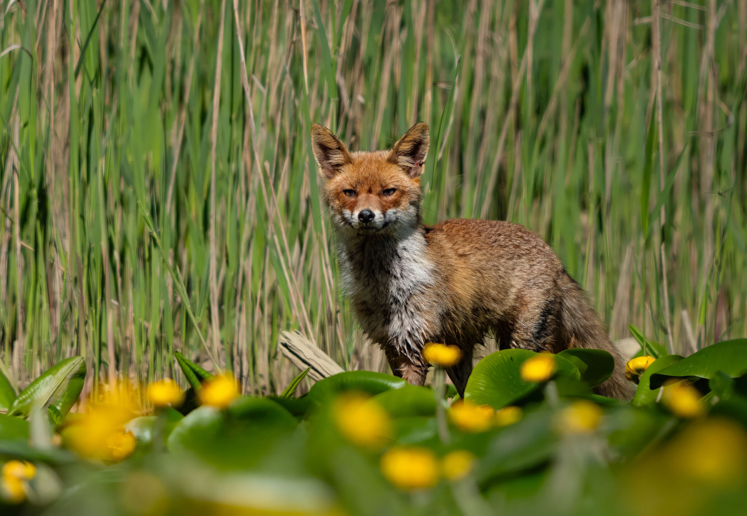 Fox in the midst of nymphs