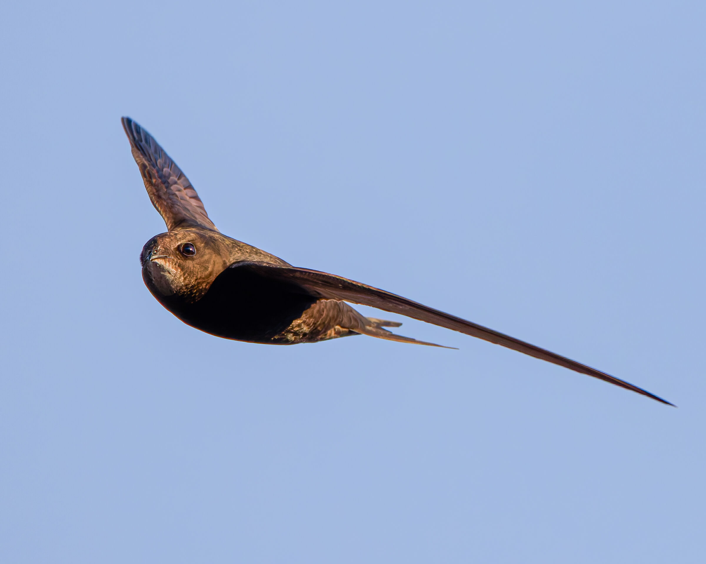 Common swift (first trials 100 500)