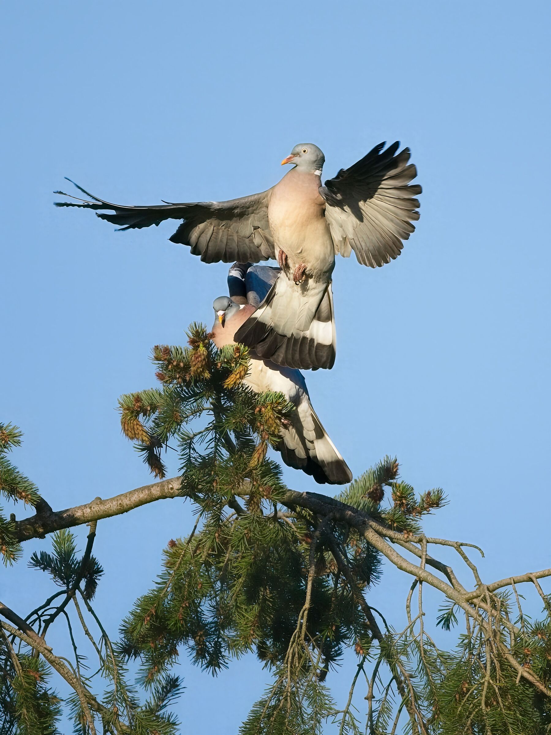 Wood pigeon courtship