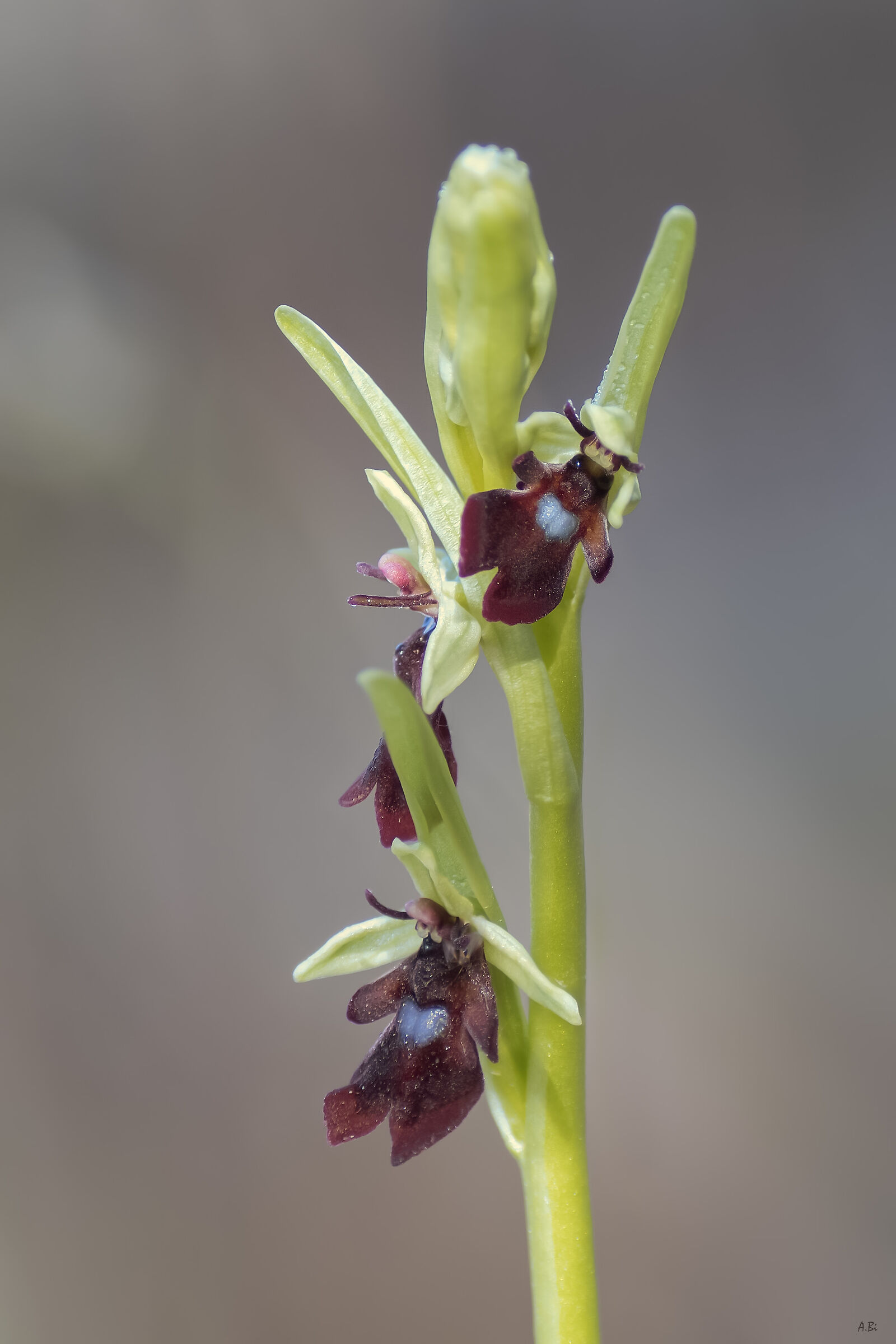 Ophrys insectifera