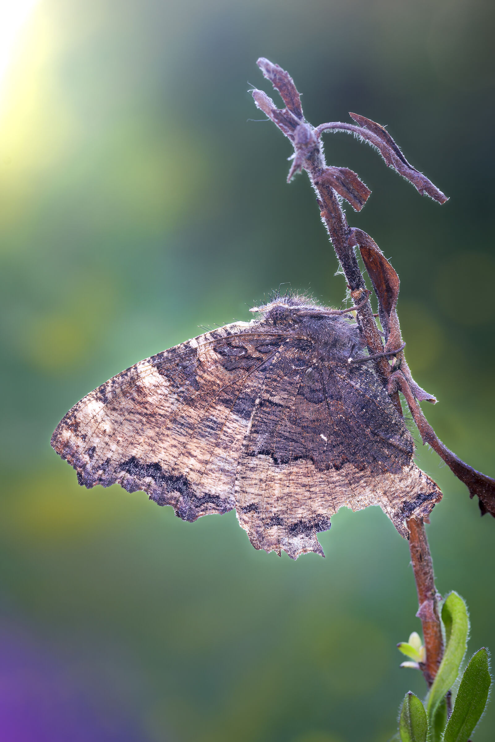 Vanessa polychloros